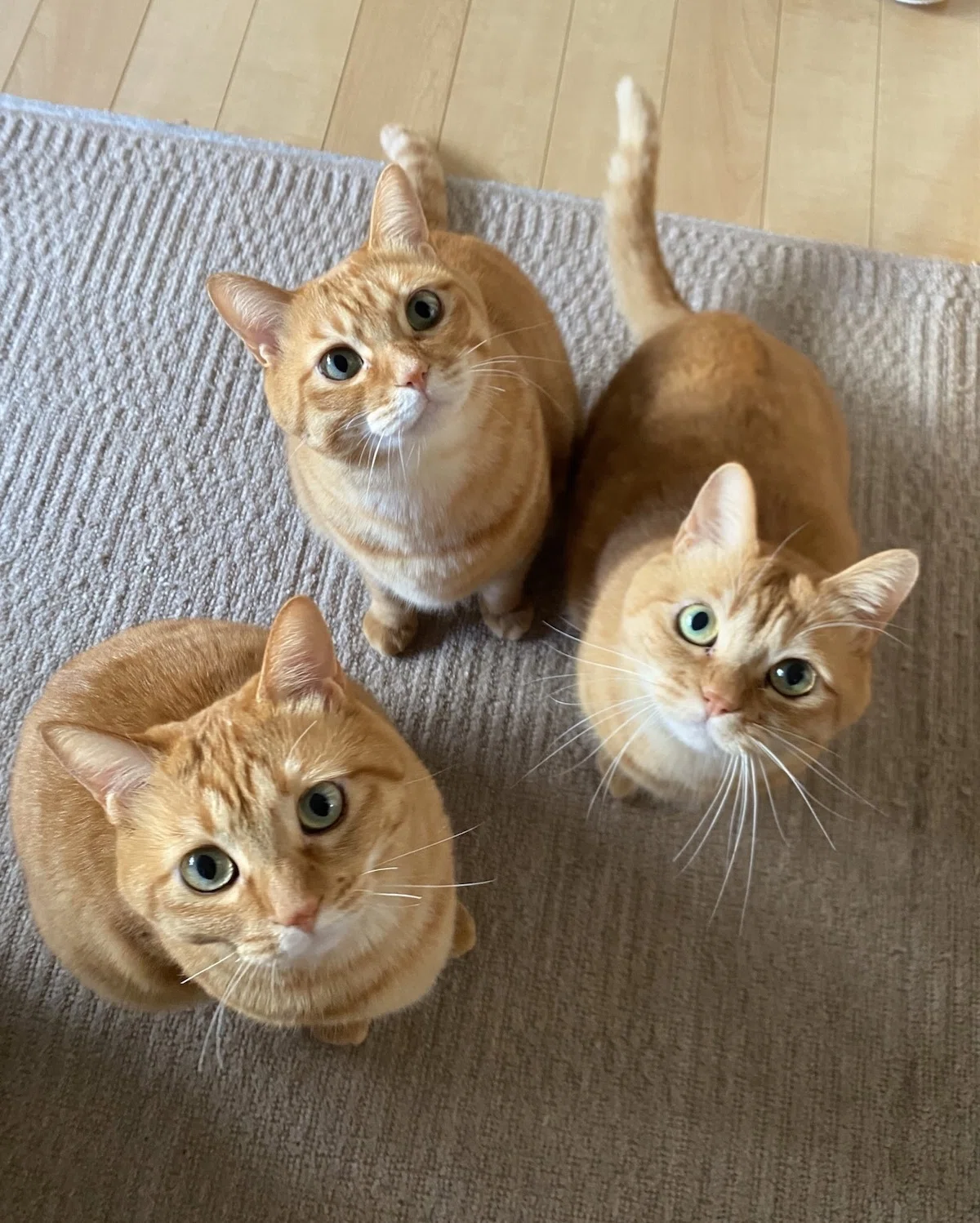 ワイヤークラフト♡猫ちゃんガーランド３匹＊茶トラさん鯖トラさんハチワレさん＊ ワイヤークラフト猫ちゃんガーランド3匹＊茶トラさん鯖トラさん