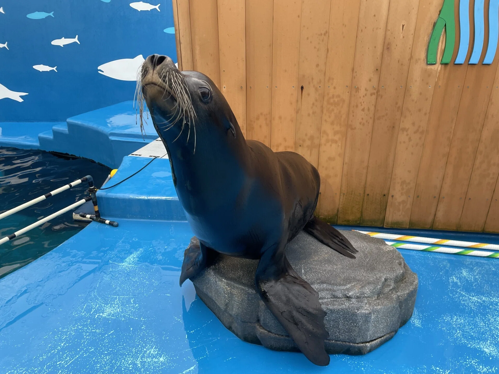 レアキャラムサシ｜仙台うみの杜水族館