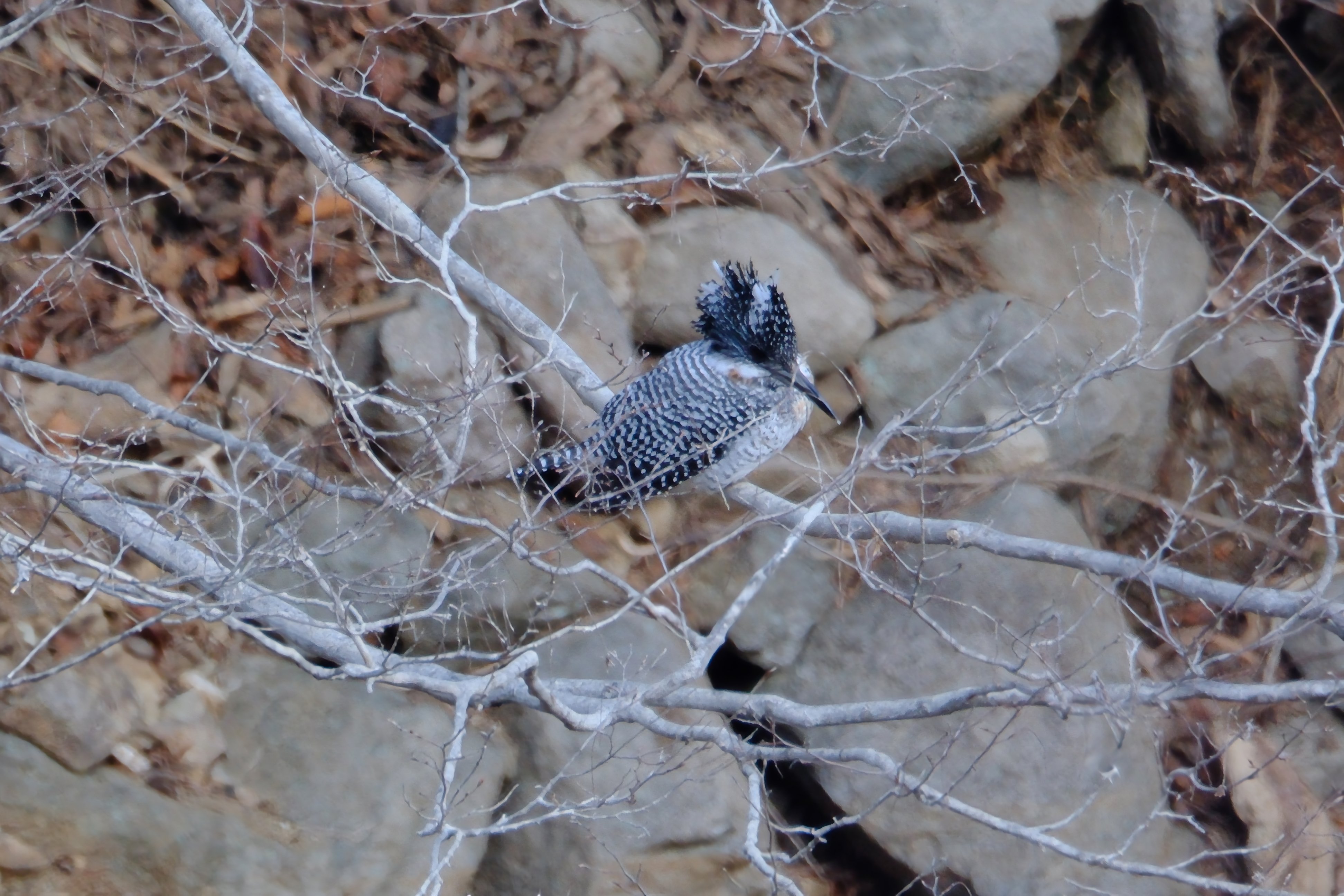 やっと出会えたヤマセミさん｜Channel Rihan