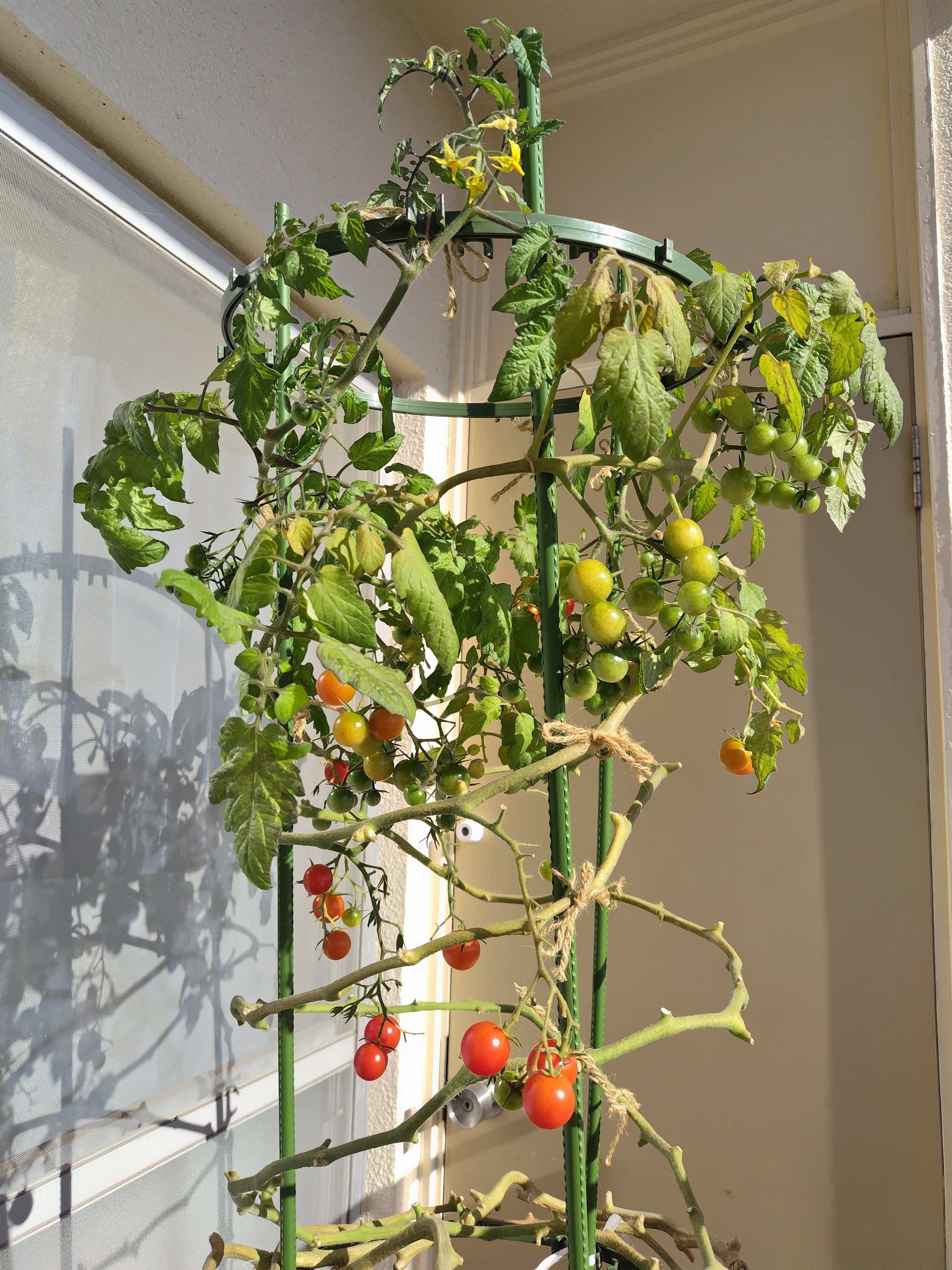 2024年 ミニトマト栽培記録4｜マッコ