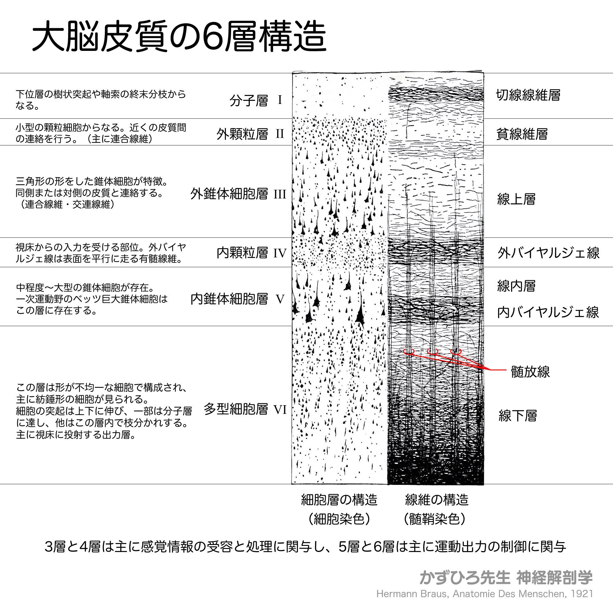 ホフマン 固体と表面の理論化学 | R. ホフマン, Hoffmann,Roald ホフマン 固体と表面の理論化学 | R. ホフマン, Hoffmann,Roald