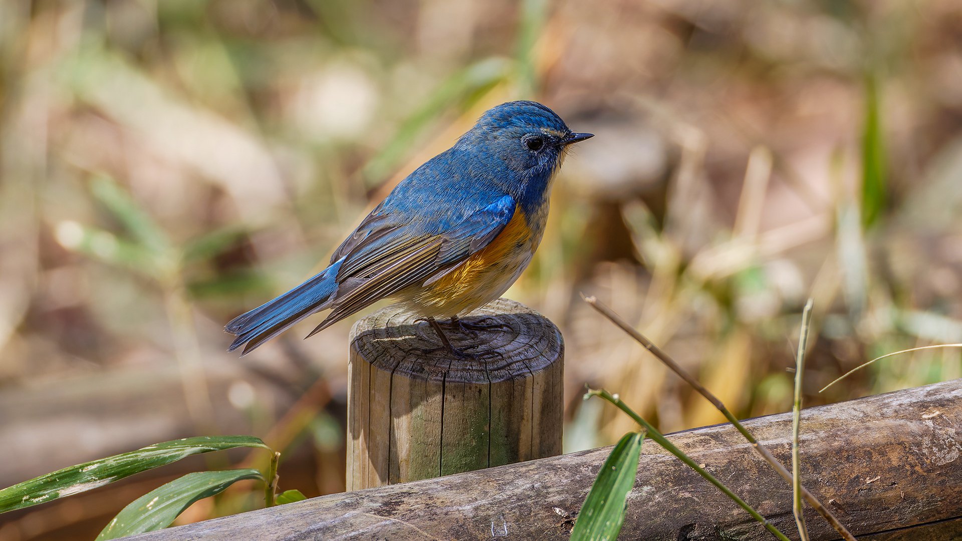 神戸市立森林植物園の青ルリ｜神戸の野鳥note@きたの みつよし