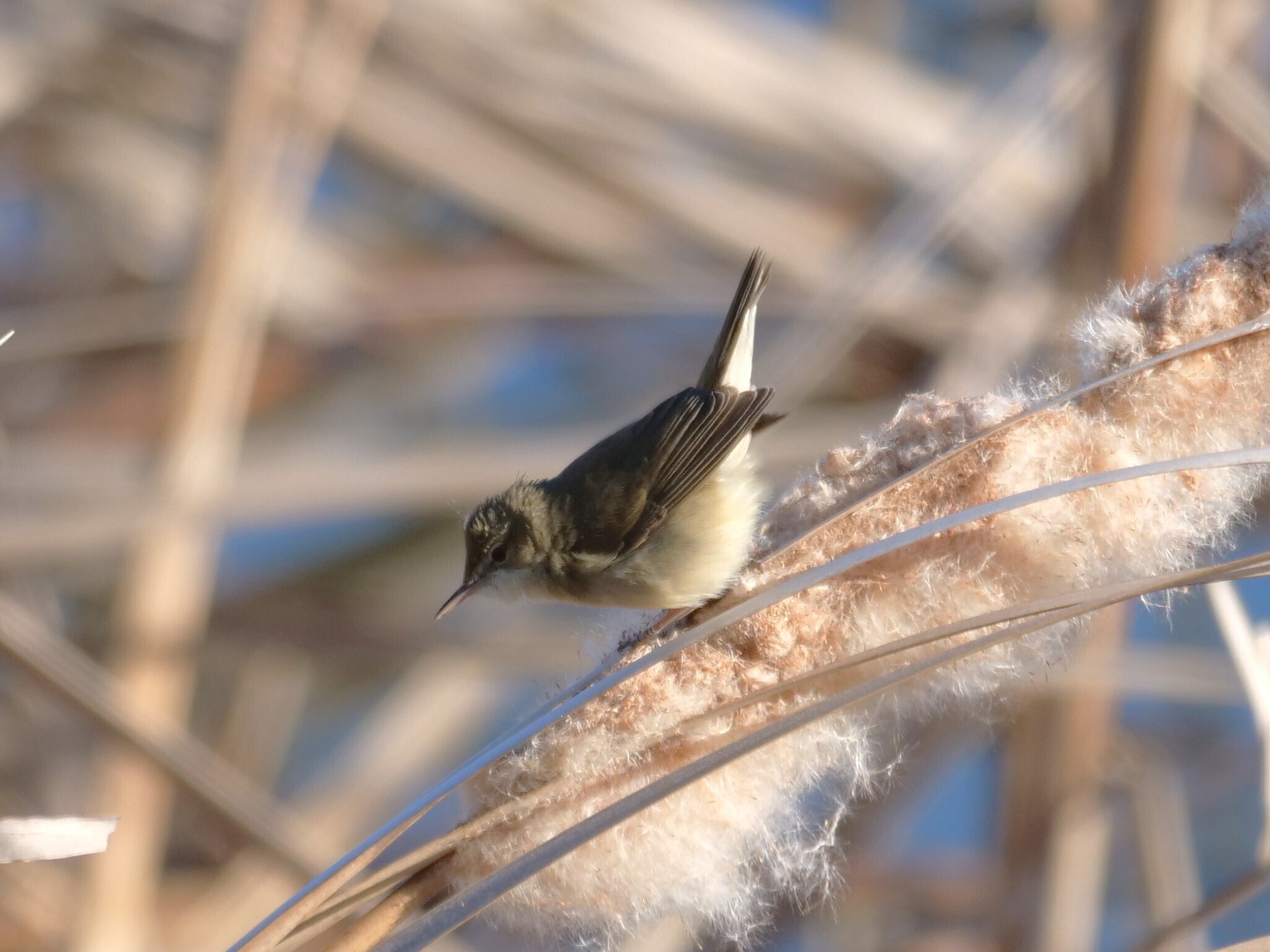 野鳥が好きです!＃162迷鳥シベリアヨシキリ(たぶん一生に一度のご対面