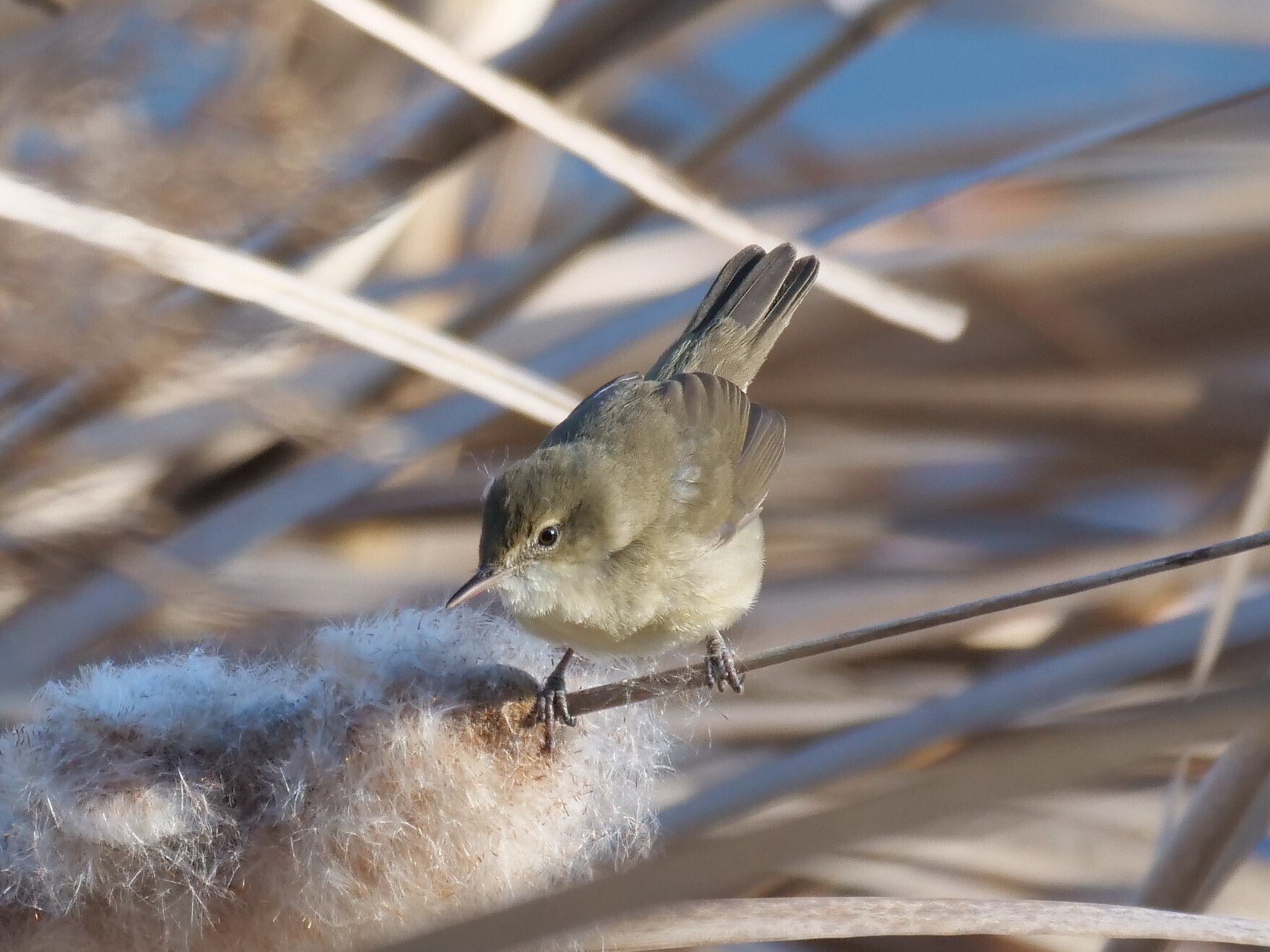 野鳥が好きです!＃162迷鳥シベリアヨシキリ(たぶん一生に一度のご対面