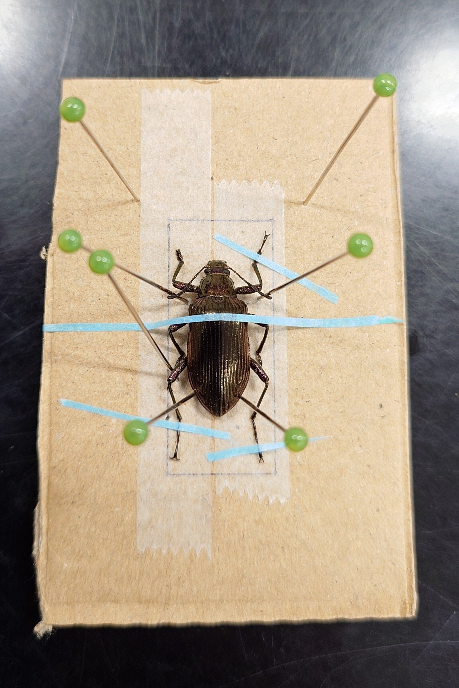 標本の展足(展脚)｜亀虫丸