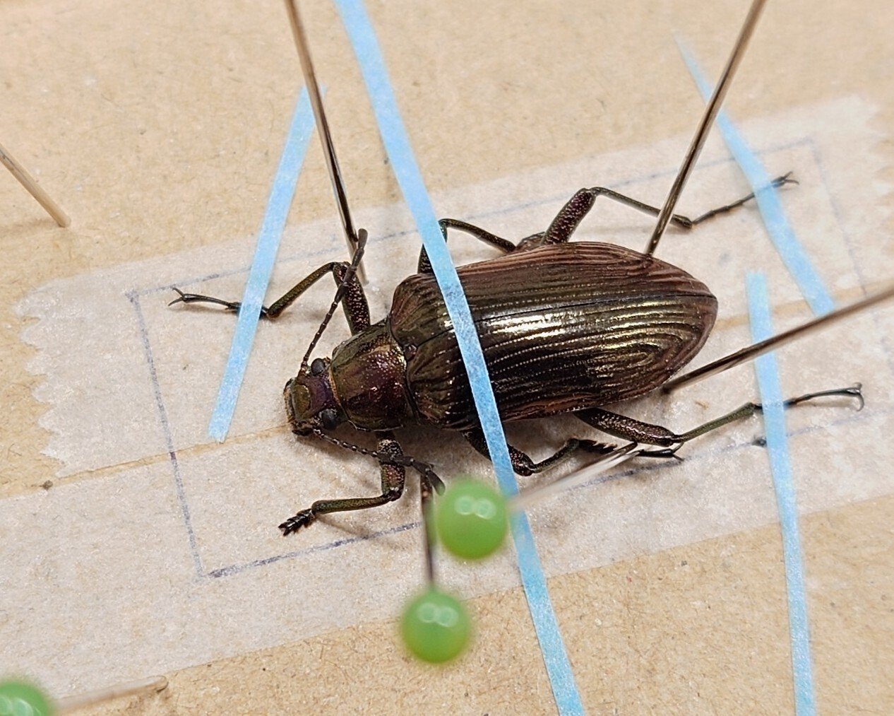 【極美展足】オウサマヘリカメムシ 36mm サシガメ甲虫昆虫標本 極美展足】オウサマヘリカメムシ 36mm サシガメ甲虫昆虫標本
