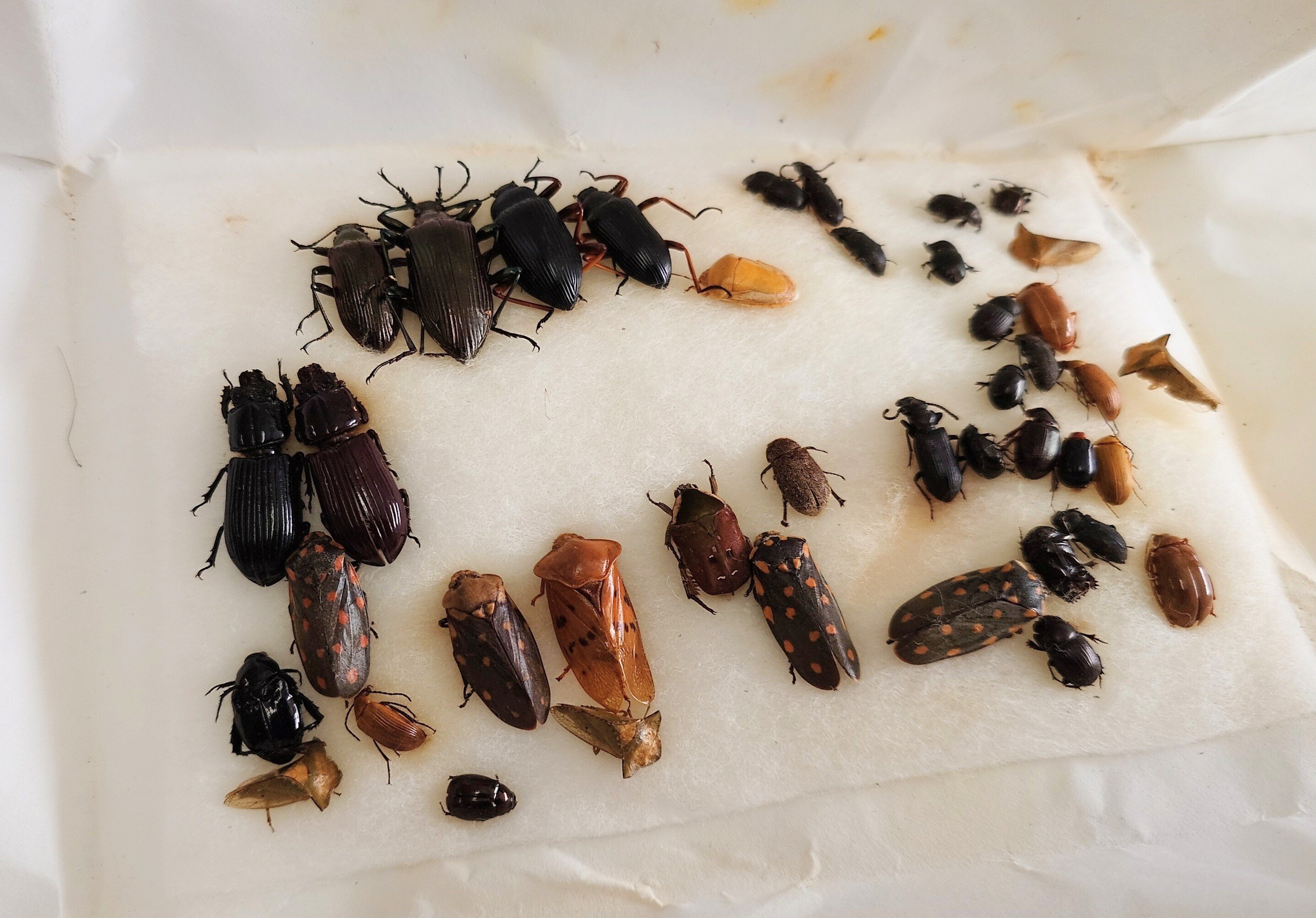 標本の展足(展脚)｜亀虫丸