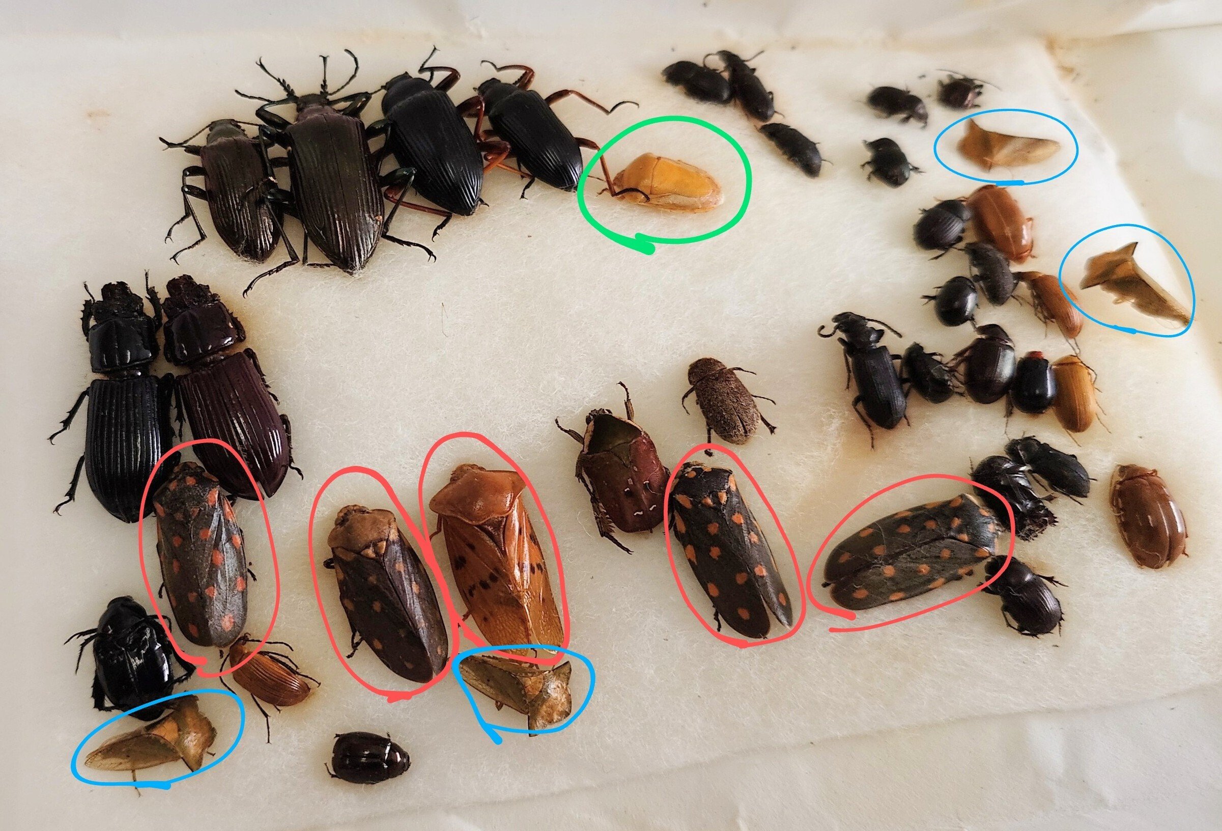 【極美展足】オウサマヘリカメムシ 36mm サシガメ甲虫昆虫標本 極美展足】オウサマヘリカメムシ 36mm サシガメ甲虫昆虫標本