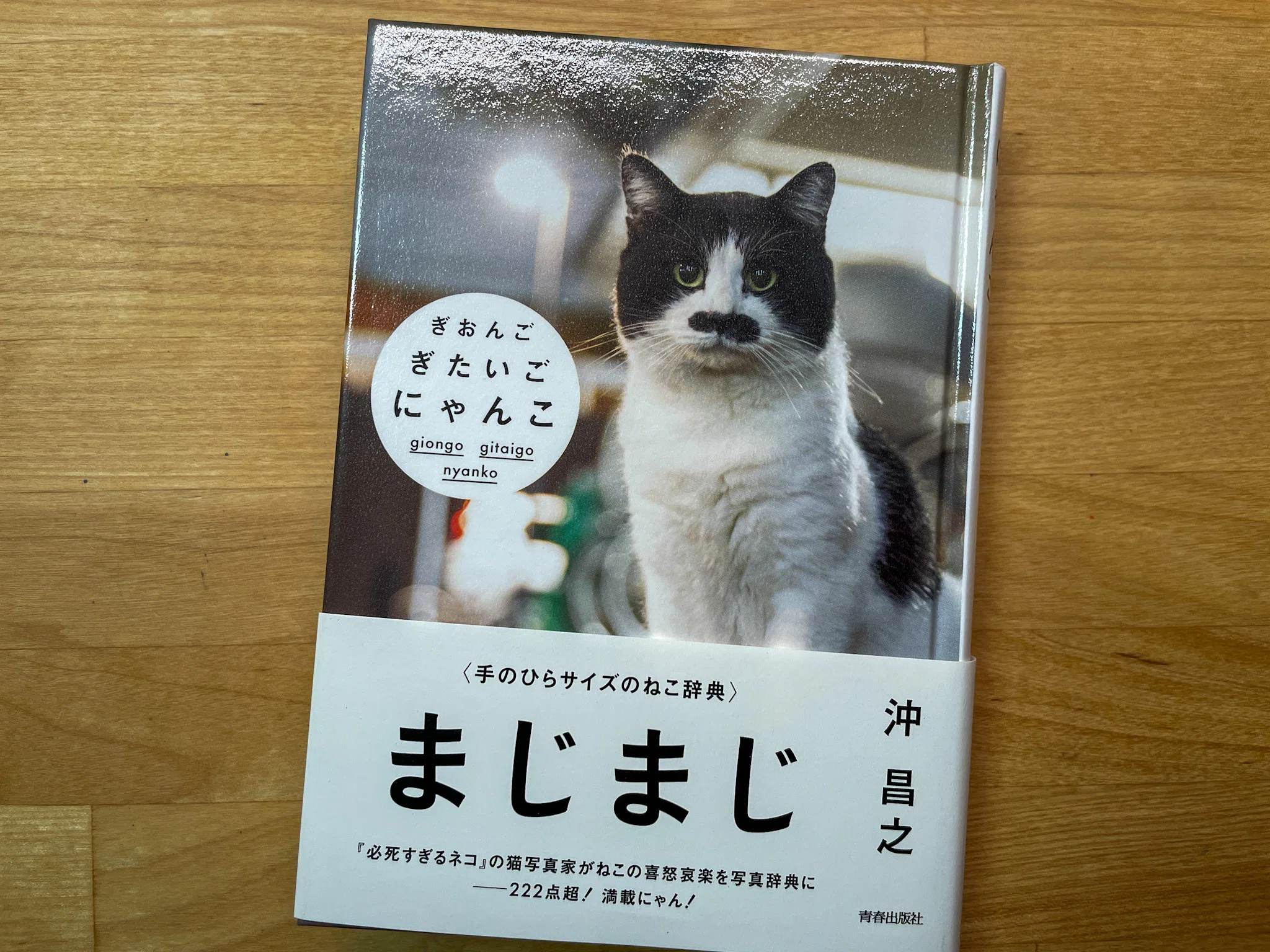 人かと見間違うほど人っぽいしぐさ〜『ぎおんご ぎたいご にゃんこ
