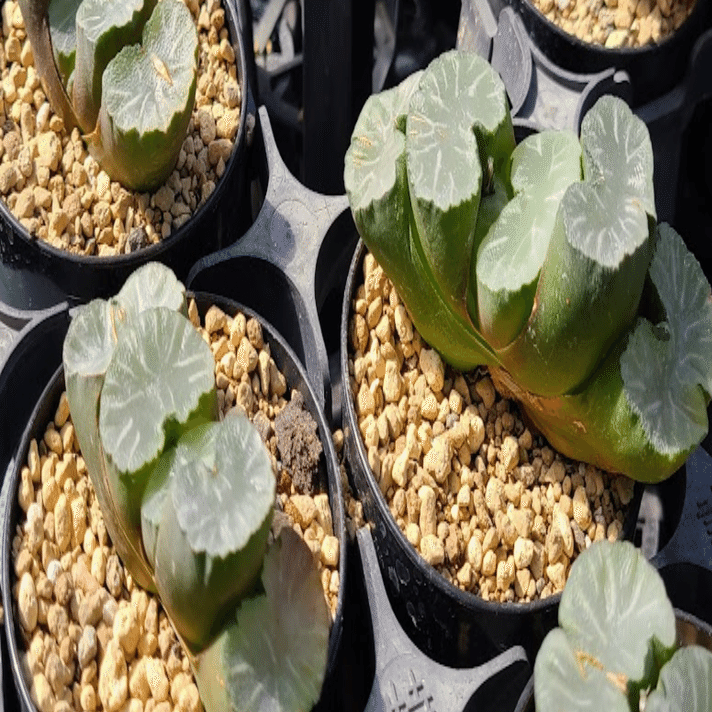 ヘブンズタランチュラ ハオルチア 硬葉 ハオルチア・タランチュラ 2.5