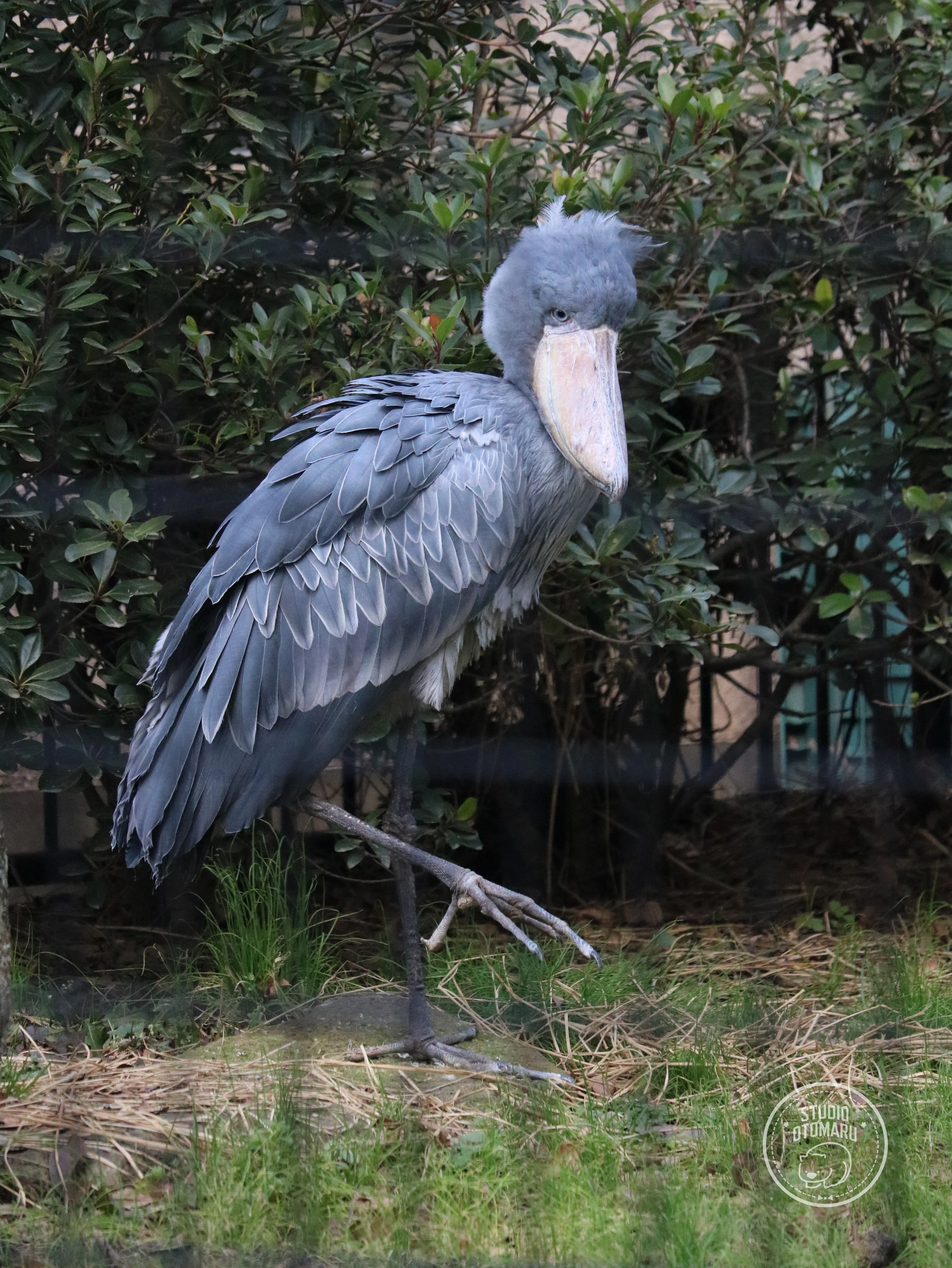木彫り ハシビロコウ 親子 写真 ハシビロコウ 置物 木彫りのハシビロコウ