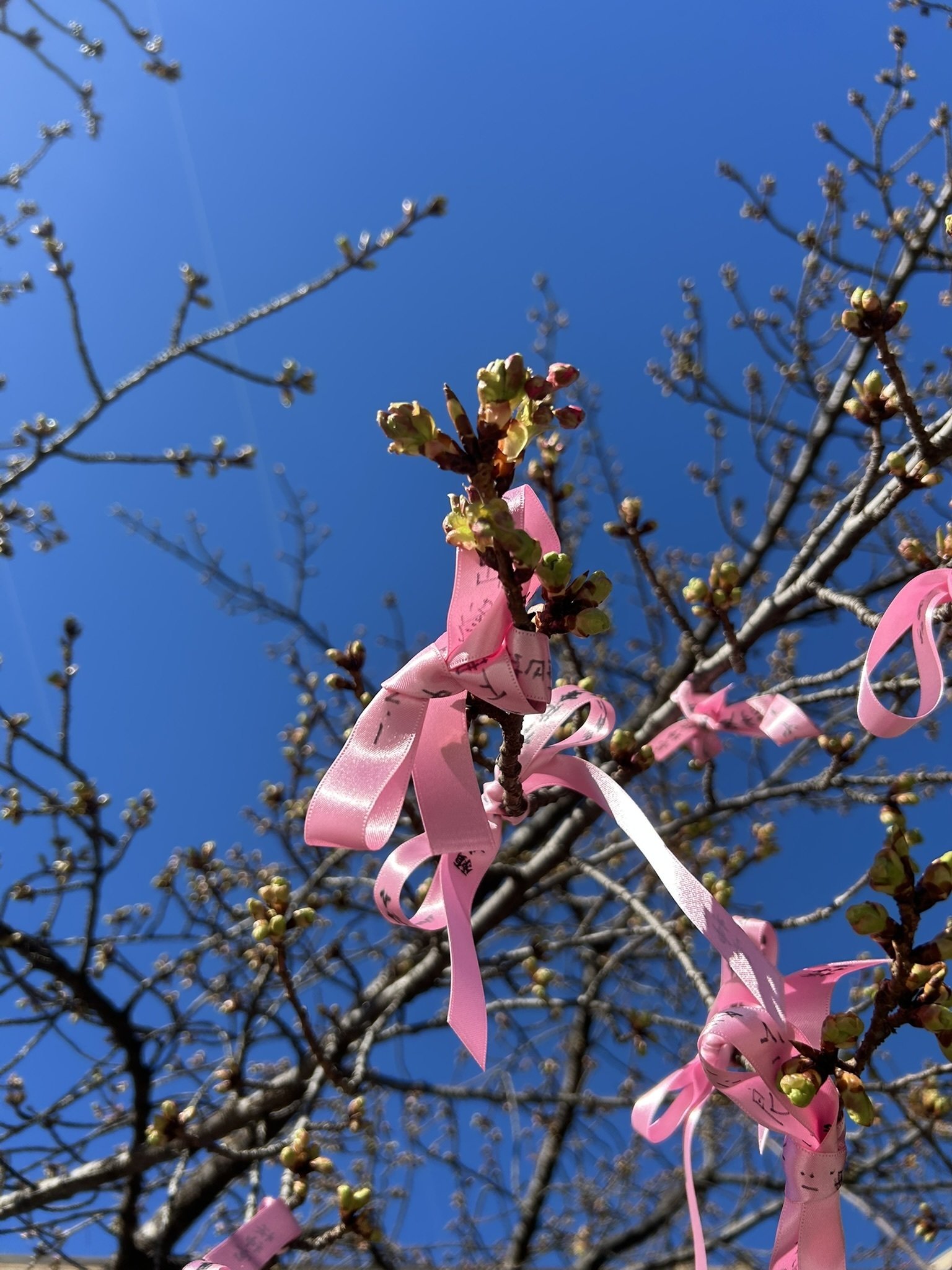 玉川桜　たぬきの小物入れ 玉川上水の桜（小金井桜） | 東京とりっぷ