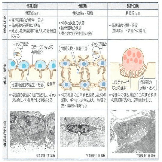 整形外科専門医試験2025年第37回問1｜Drひろひろ@整形外科専門医試験対策