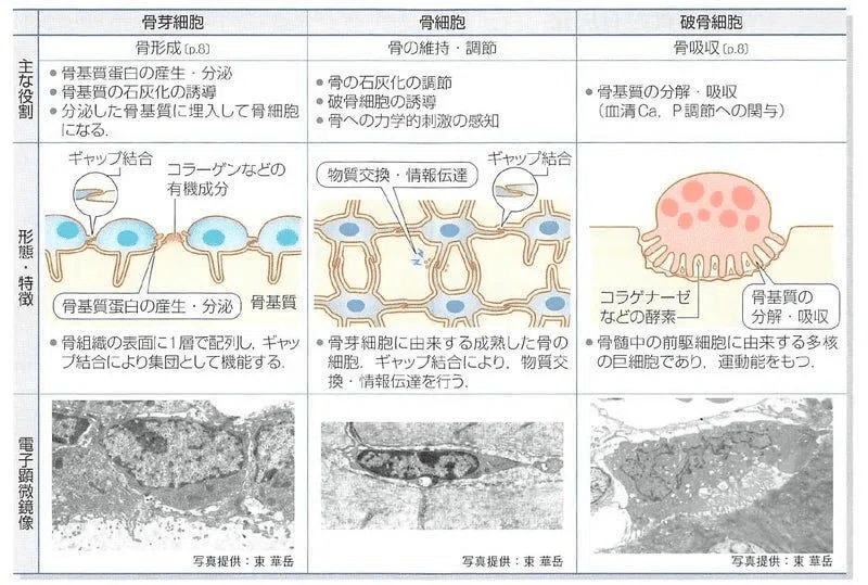 整形外科専門医試験2025年第37回問1|Drひろひろ@整形外科専門医試験対策 整形外科専門医試験2025年第37回問1|Drひろひろ@整形外科専門医試験対策