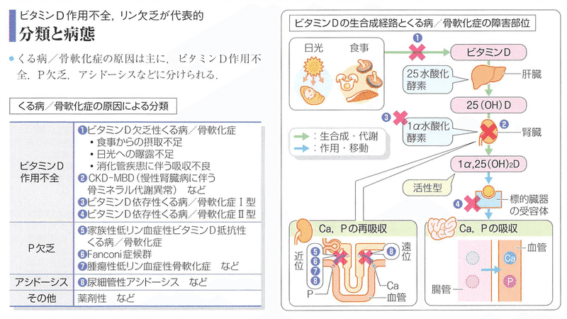 整形外科卒後研修Q&A(改訂第8版): 問題編/解説編 | 日本整形外科