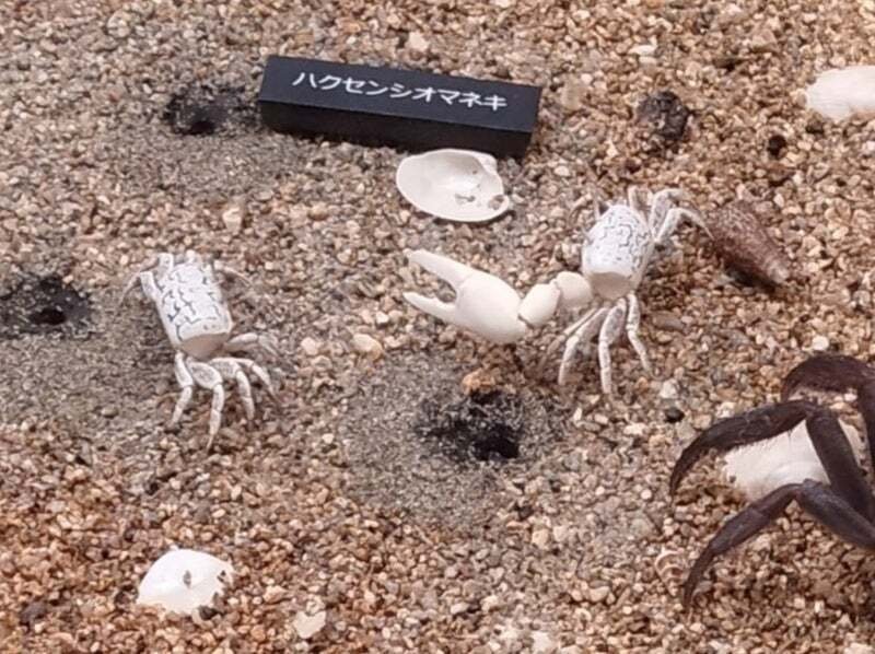 ハクセンシオマネキの剥製を作ってみた｜魚道部！/ 剥製師 力石
