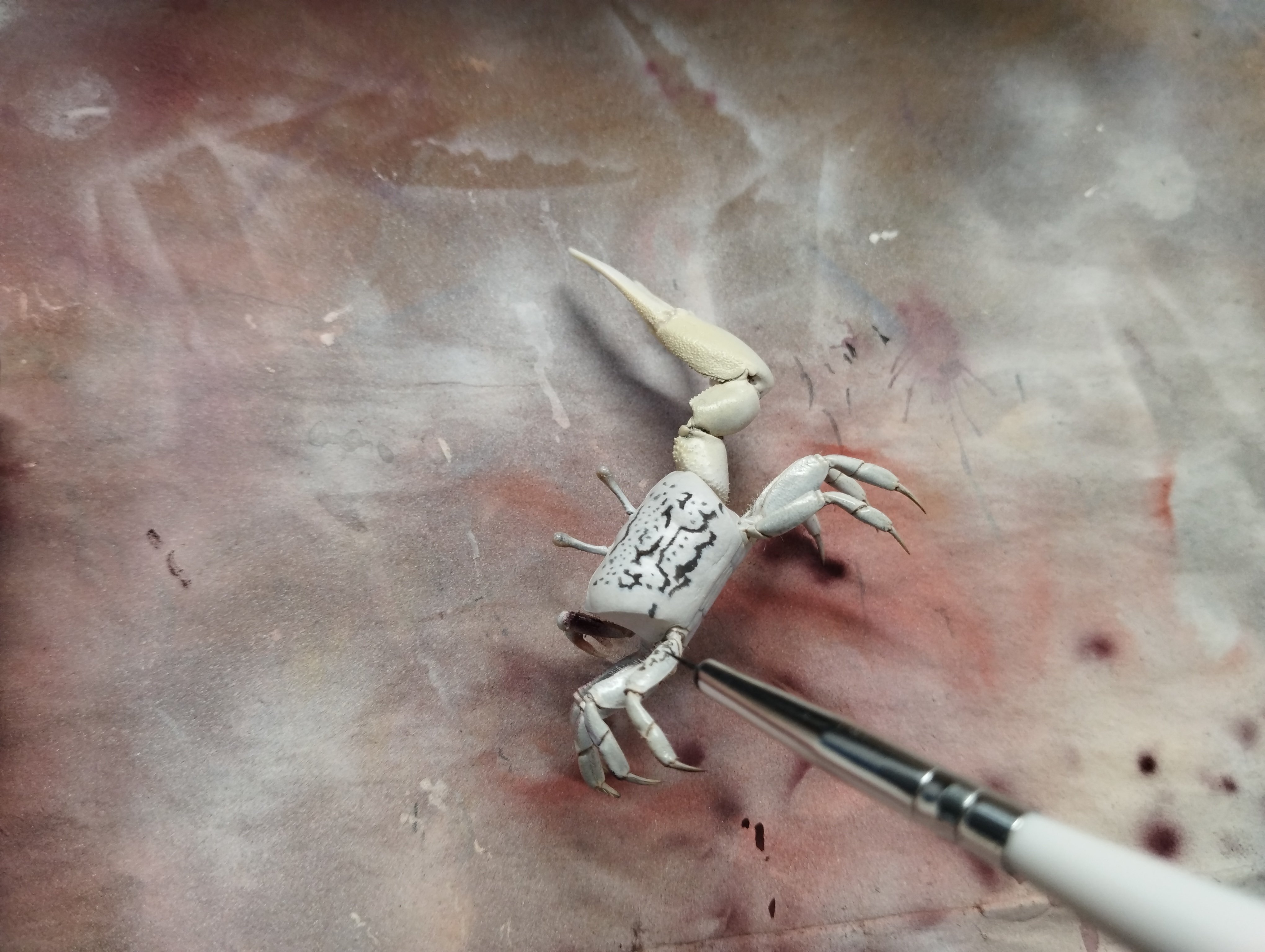 ハクセンシオマネキの剥製を作ってみた｜魚道部！/ 剥製師 力石眞弘