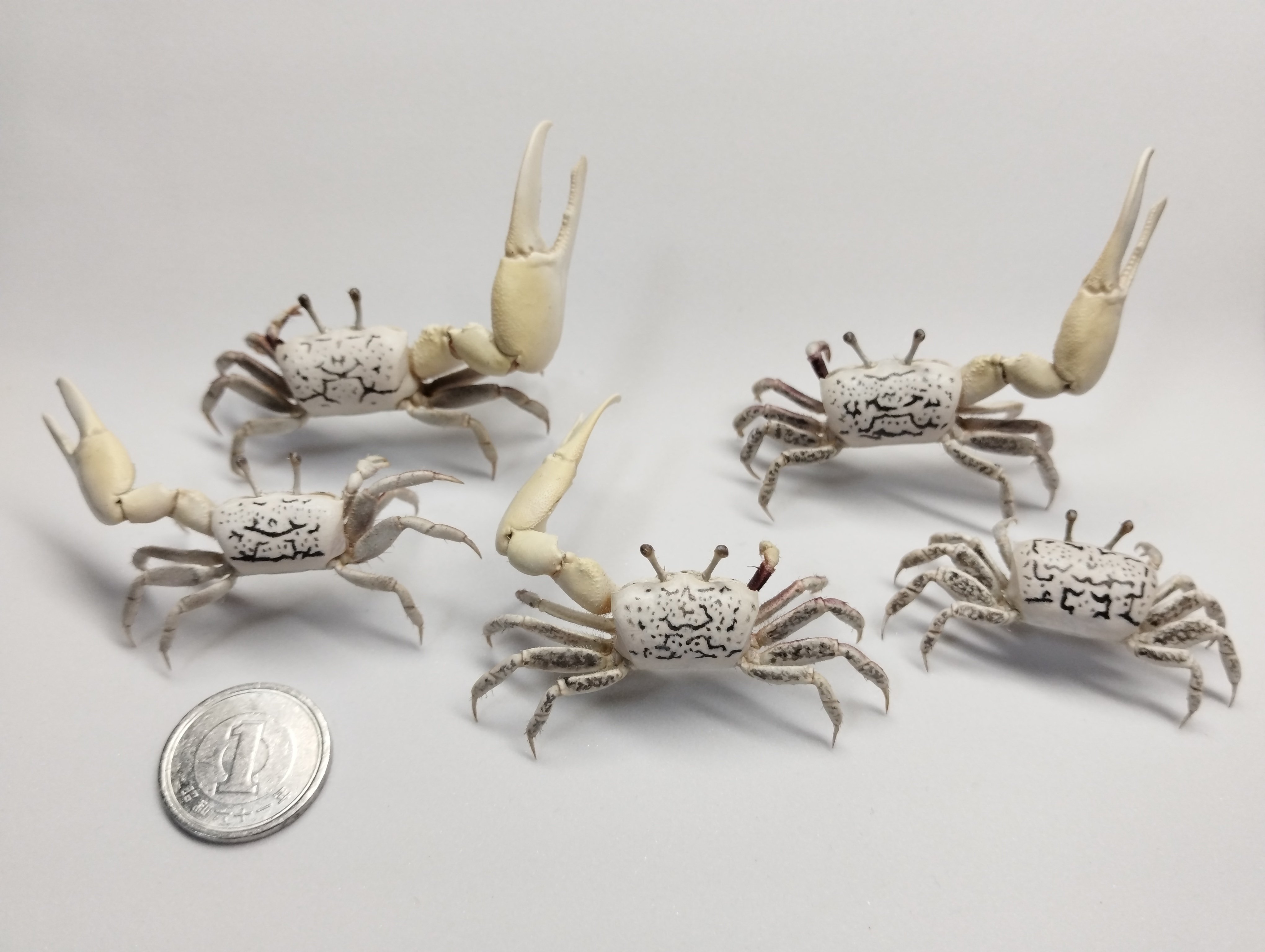 ハクセンシオマネキの剥製を作ってみた｜魚道部！/ 剥製師 力石眞弘