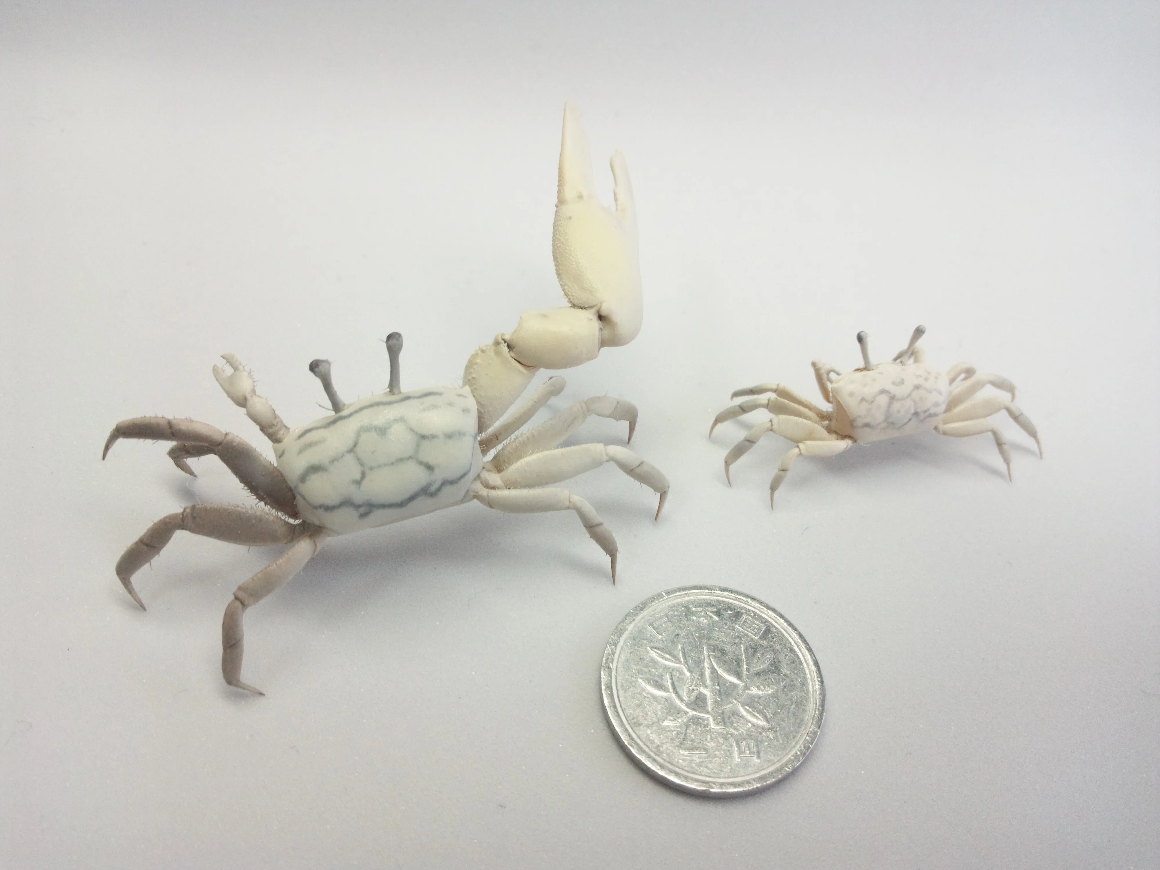 I Tried Making a Taxidermy Specimen of a White-Clawed Fiddler Crab