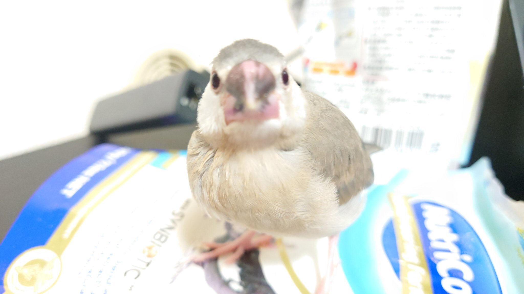 文鳥の雛飼いました③【生後5週目】|auag 文鳥の雛飼いました③【生後5週目】|auag