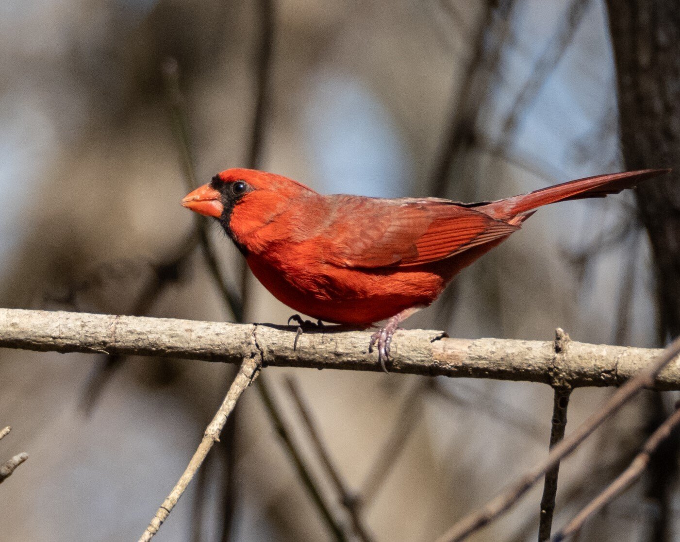 赤・青・黄」アメリカの原色の鳥たち｜GreenFielder