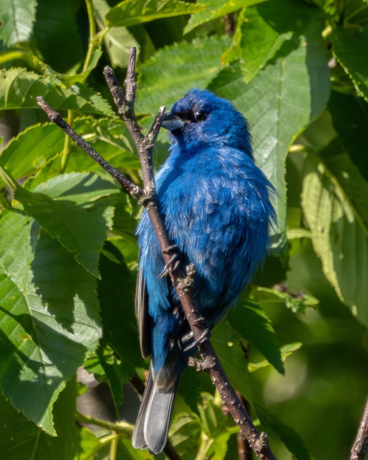 赤・青・黄」アメリカの原色の鳥たち｜GreenFielder