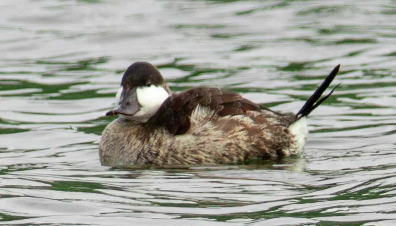 シカゴでバードウォッチング！】 Ruddy Duck｜ローリー