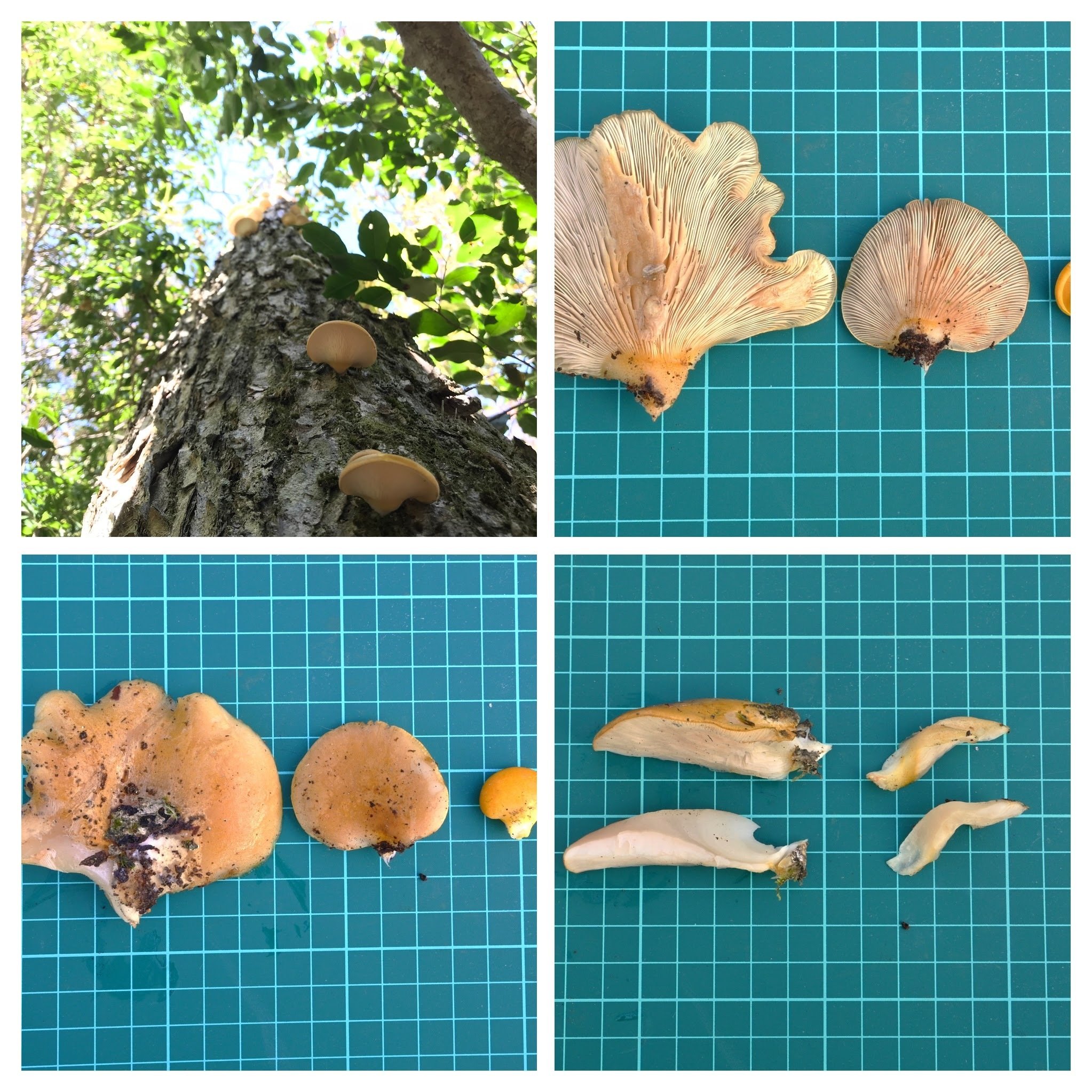 毒キノコを知る その2 中毒事例から学ぶ ｜ゆたし