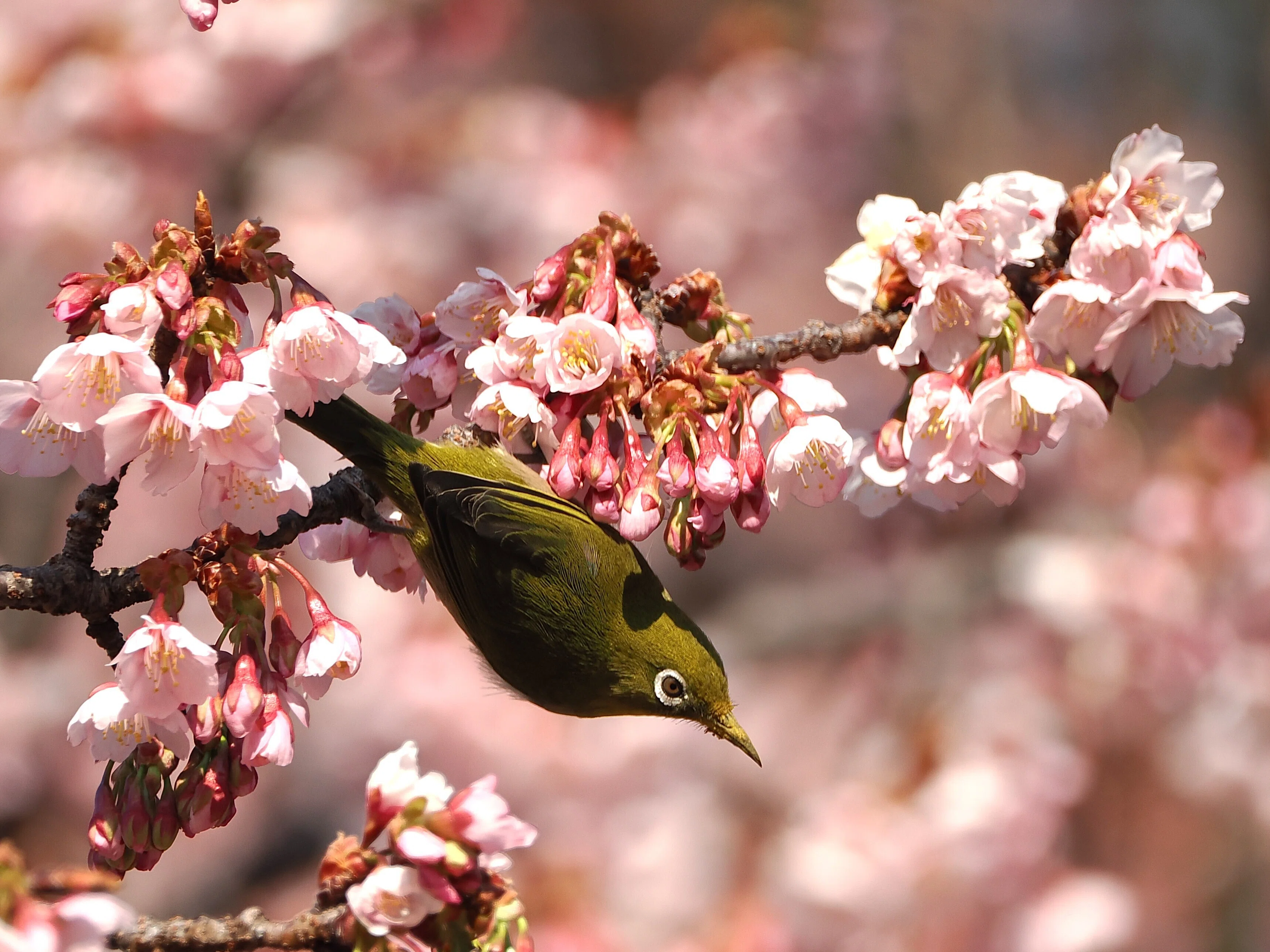 都内の公園でプチ探鳥：寒桜とメジロ｜もずきち