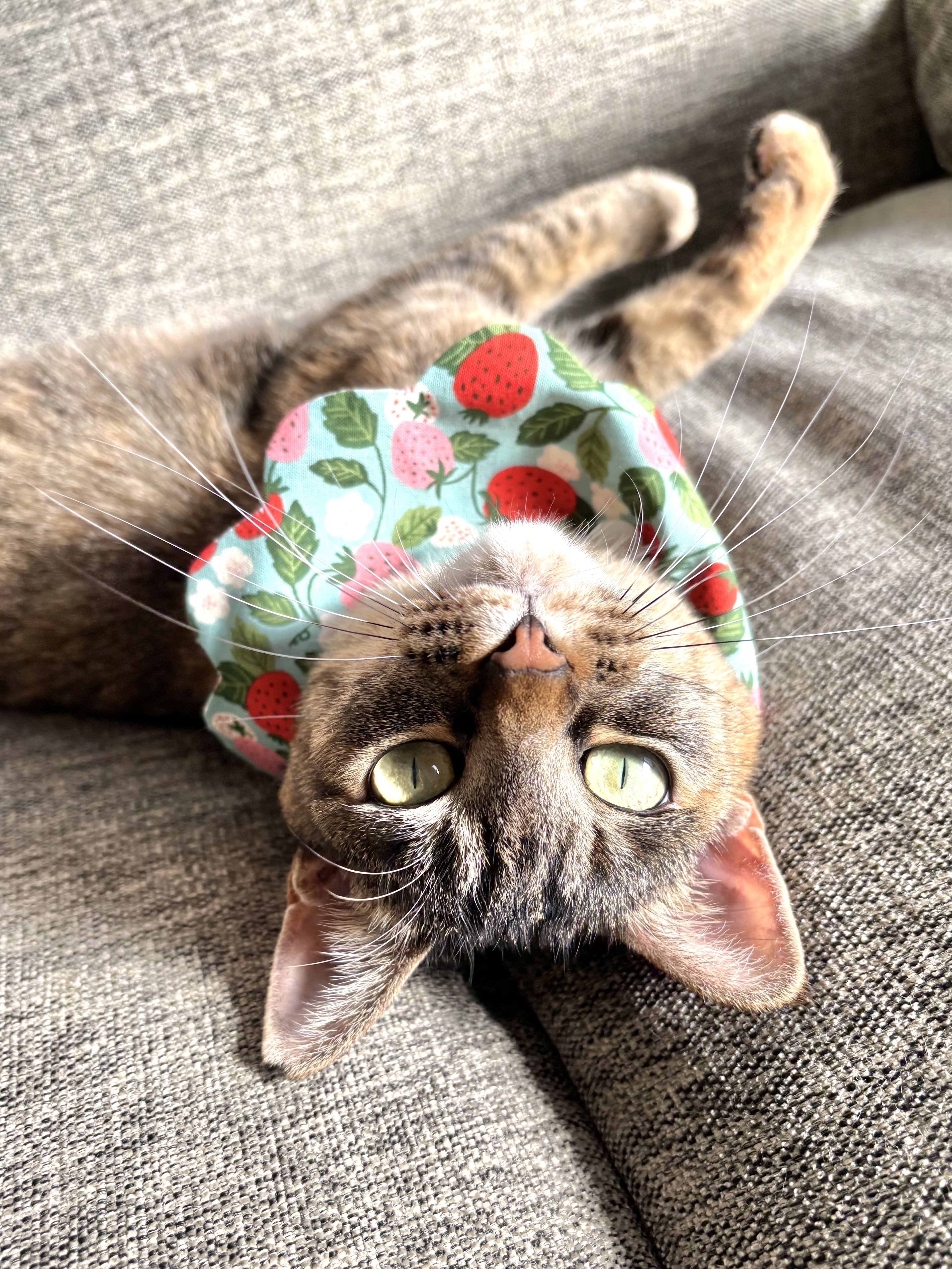 初めまして！ピンクの猫の人です。｜megumix