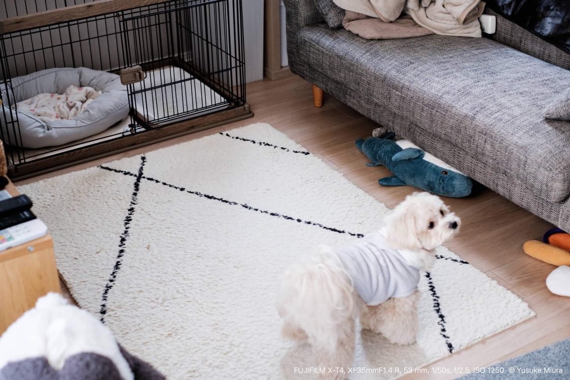 さよなら、ぺしゃんこラグ。新しいくつろぎの時間へ。｜Yusuke Miura