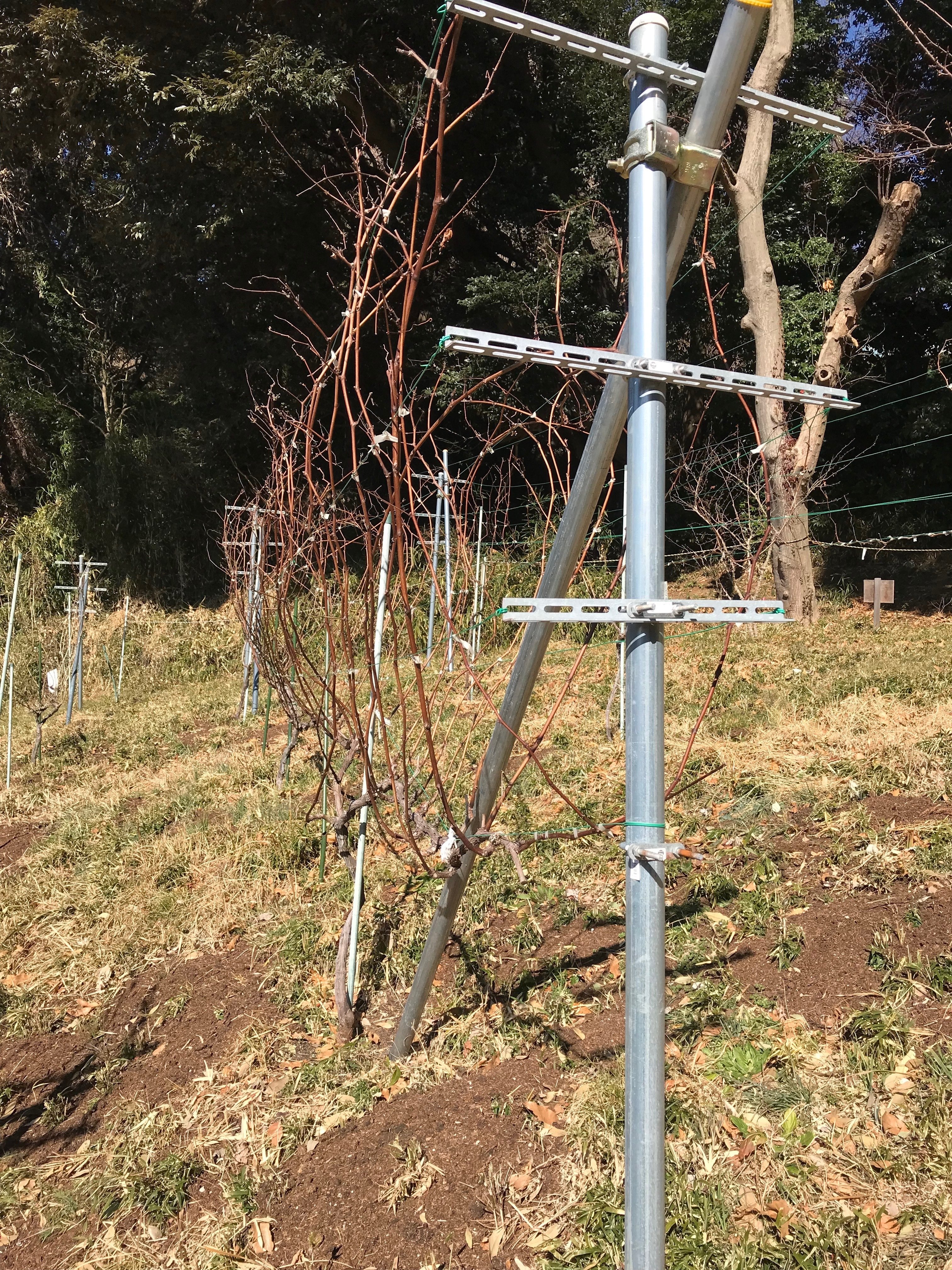 2/15(土) 果樹園 ぶどう剪定｜【公式】町田里山農の会