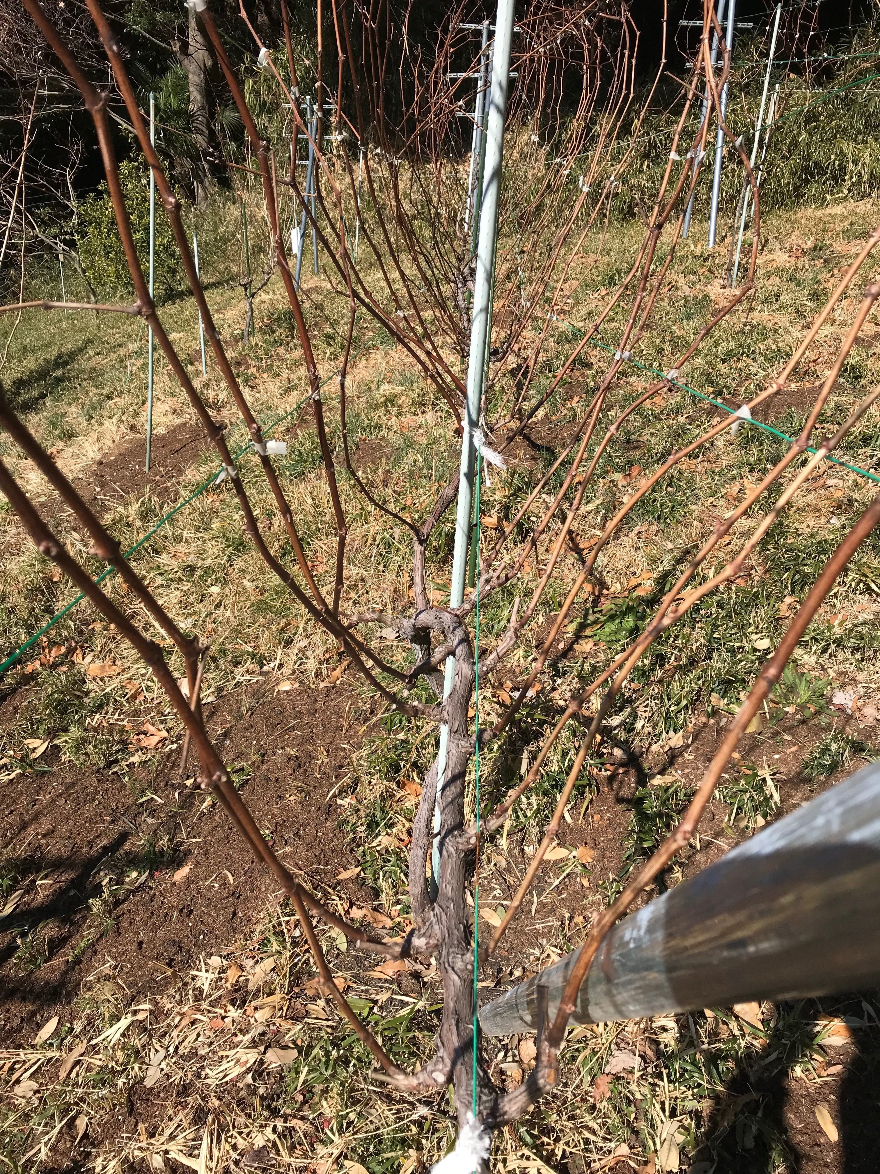 2/15(土) 果樹園 ぶどう剪定｜【公式】町田里山農の会