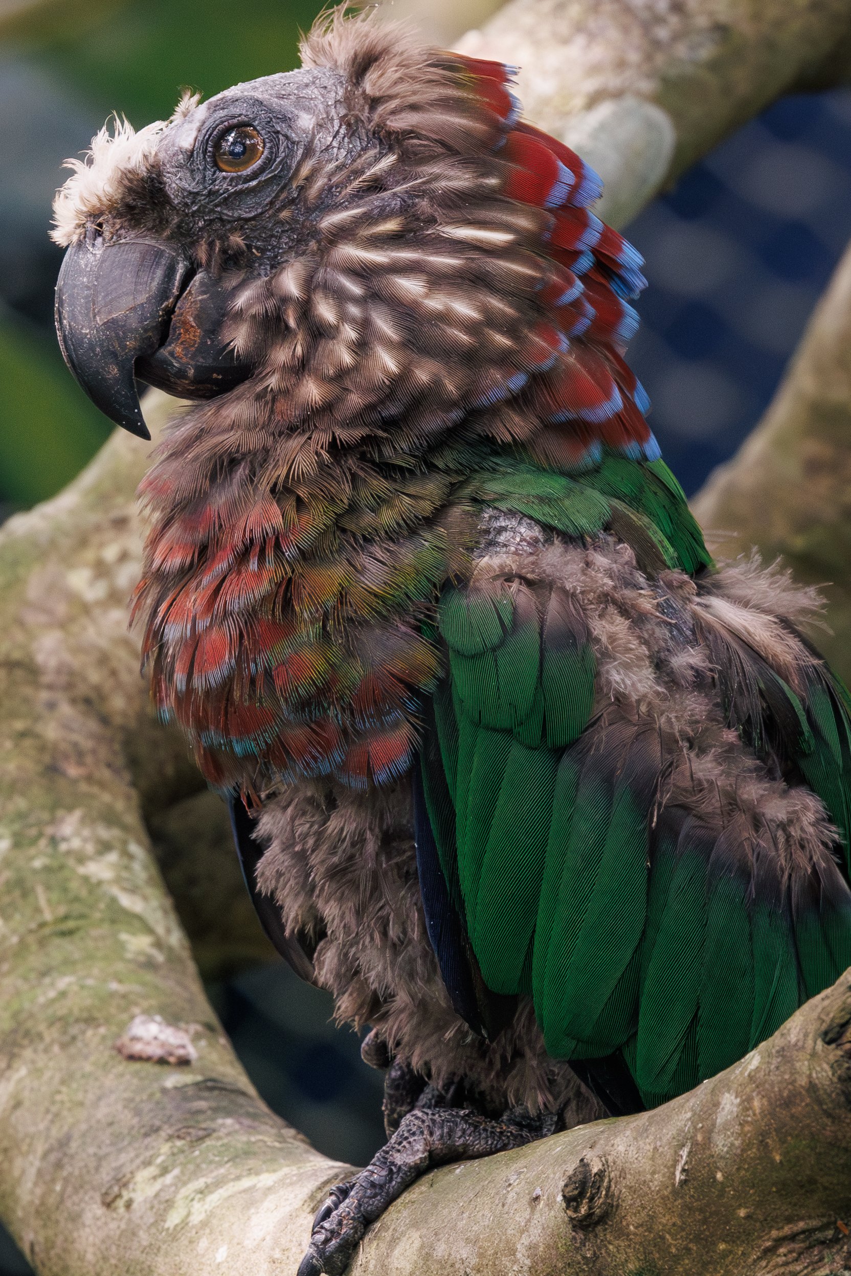 シンガポールで写真撮影】バードパラダイスの鳥がワイルドすぎる｜ぴゃ