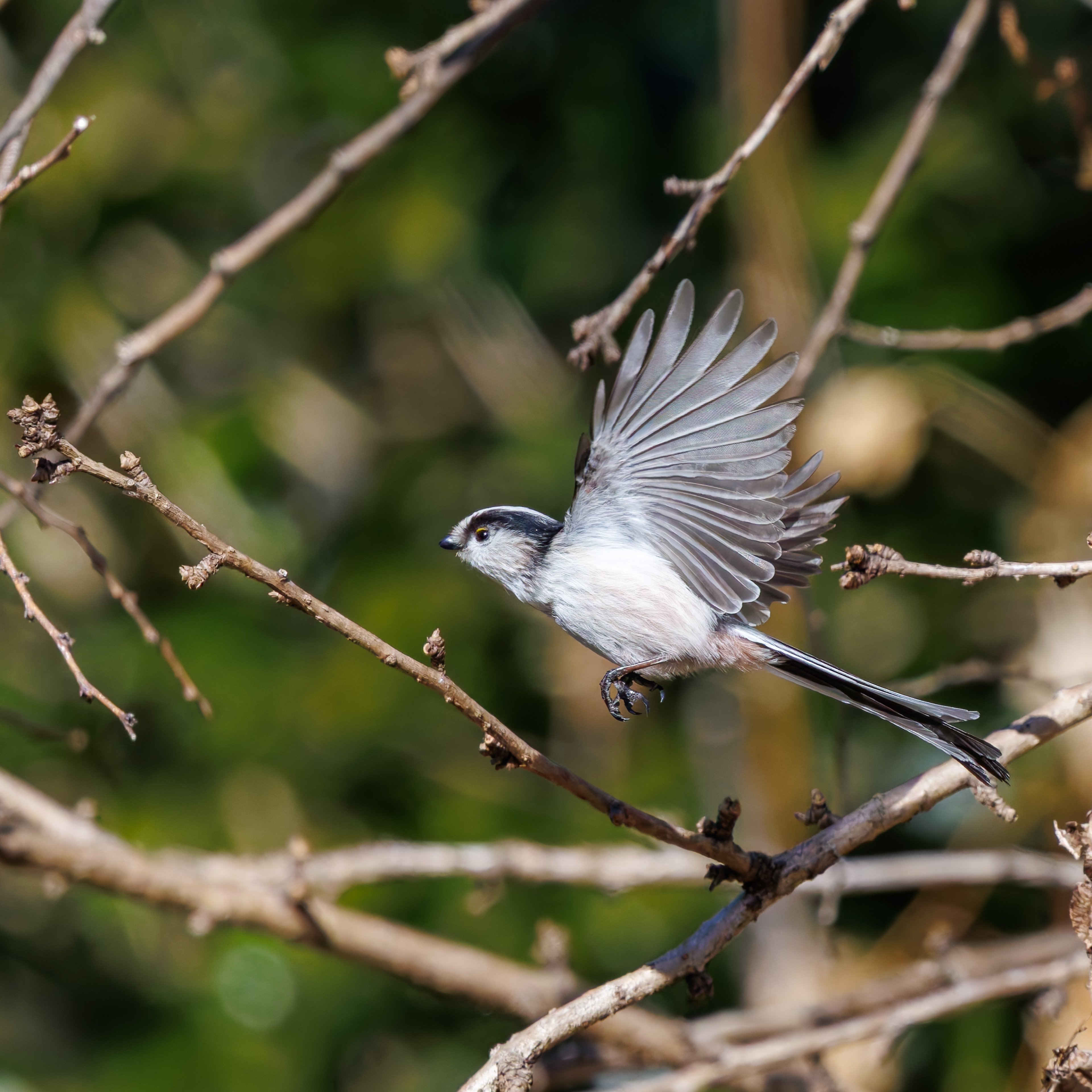 エナカ エナガ(#2058)｜RURI
