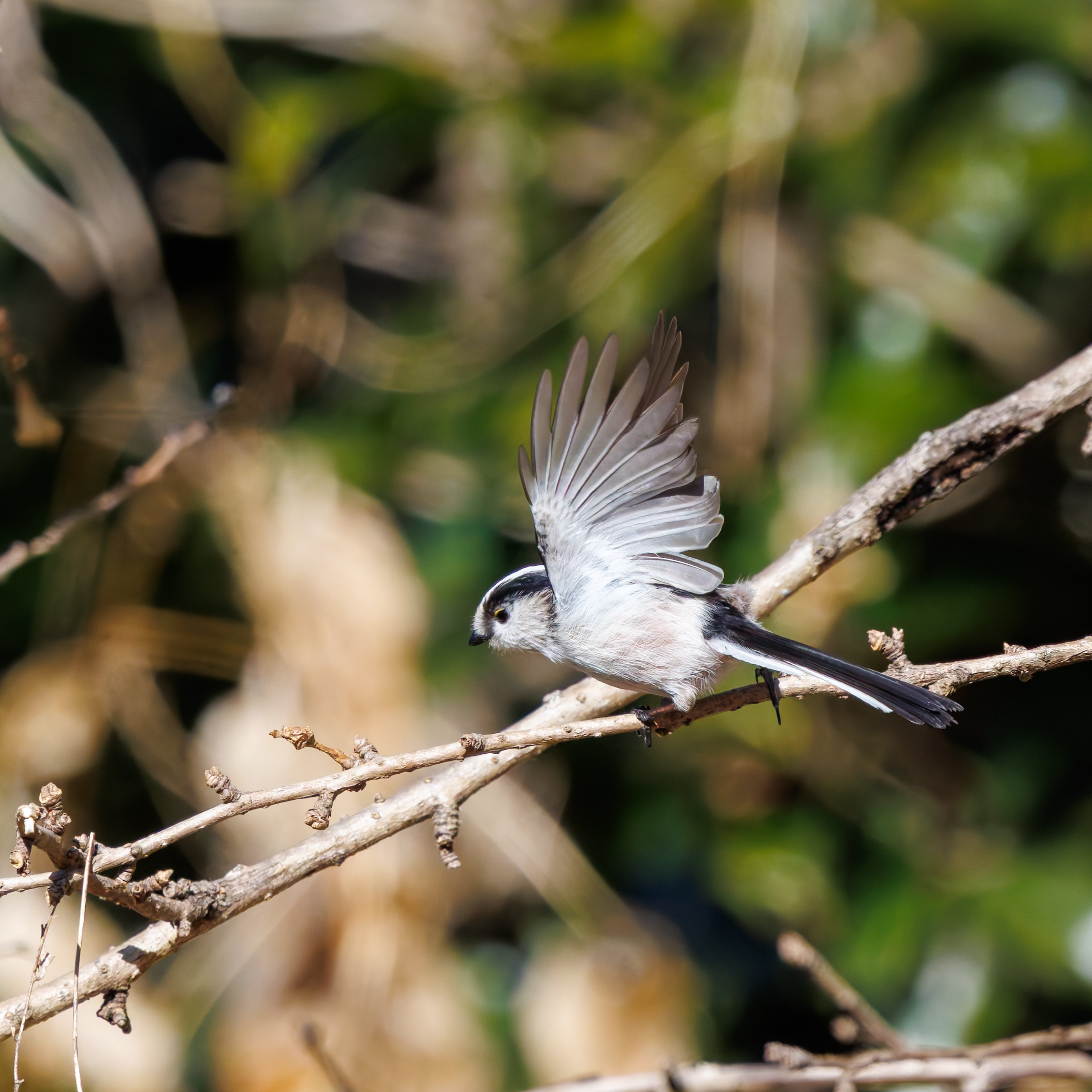 エナカ エナガ𓈒𖡼𓂂𓏲𓅪🍂 可愛らしいエナガさん🐦💕 長く居てくれましたが