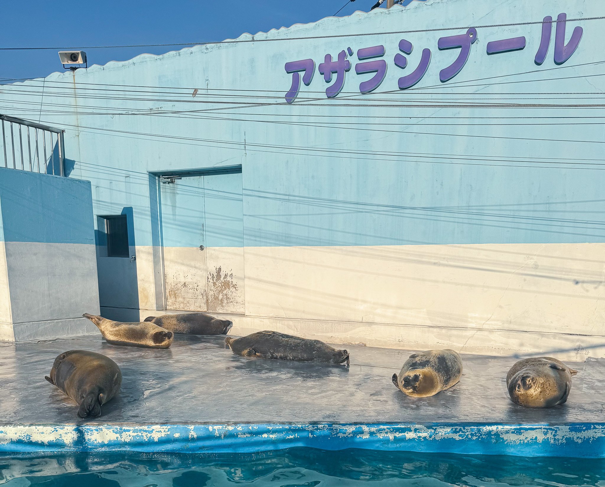 日本のアザラシ探訪記⑥東山動植物園・南知多ビーチランド｜ヒロサキ