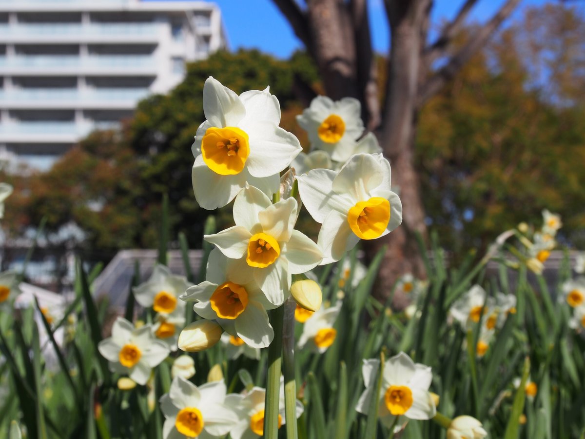 尼崎市 上坂部西公園2025年2月10日【水仙, ポピー, 温室の花など】