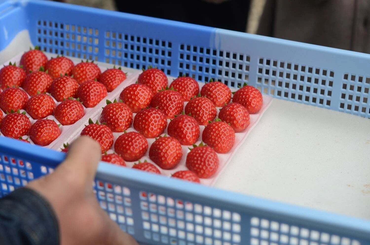 とちおとめ」はバランスのイチゴ。手間がかかる品種は失われていくのか