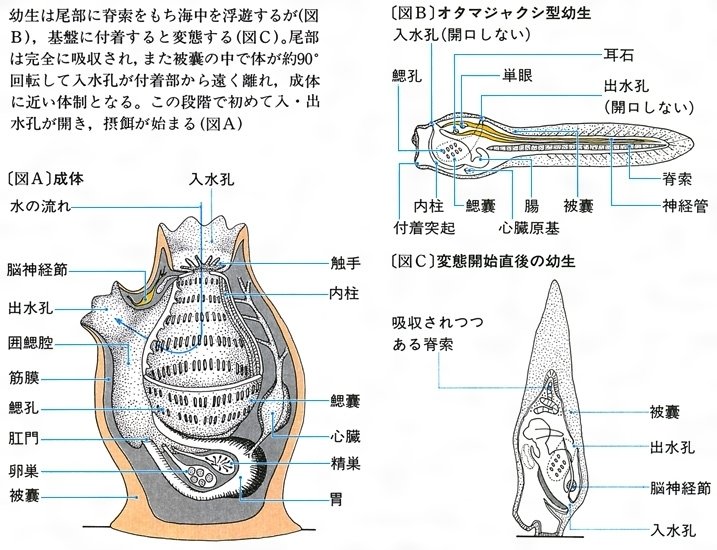 ホヤの生物学 ホヤの生物学 | 佐藤 矩行 |本 | 通販 | Amazon