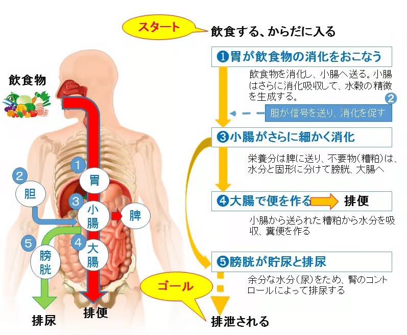 Amazon.co.jp: 中医学 東洋医学講座 第3巻 脾臓肺臓腎臓編