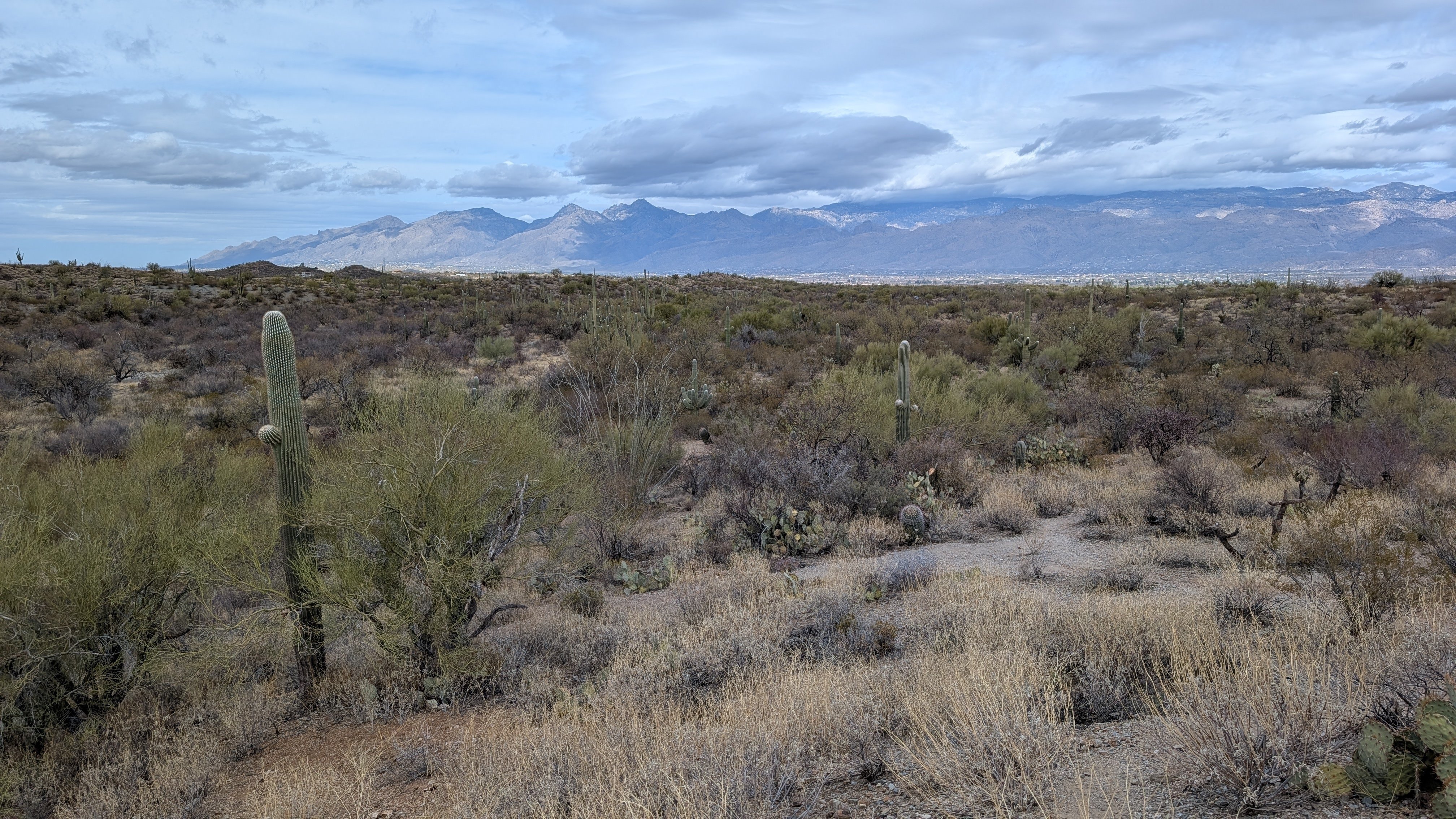 サボテンだらけの砂漠の街 アリゾナ州ツーソンに行ってきた｜tabirow