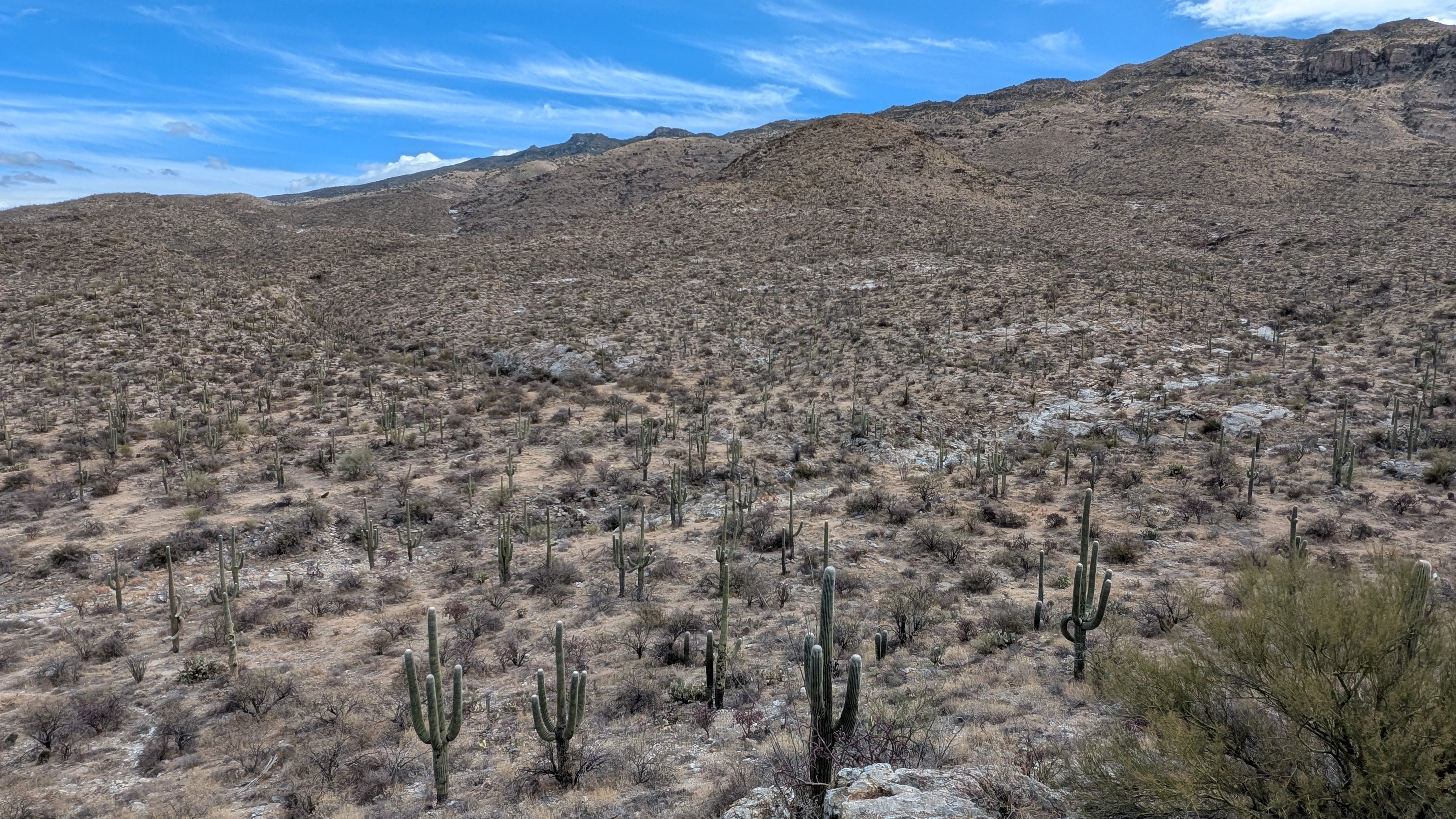 サボテンだらけの砂漠の街 アリゾナ州ツーソンに行ってきた｜tabirow