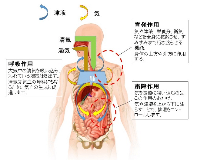 東洋医学における肺・脾・腎と津液の相互関係｜おからだ治療院