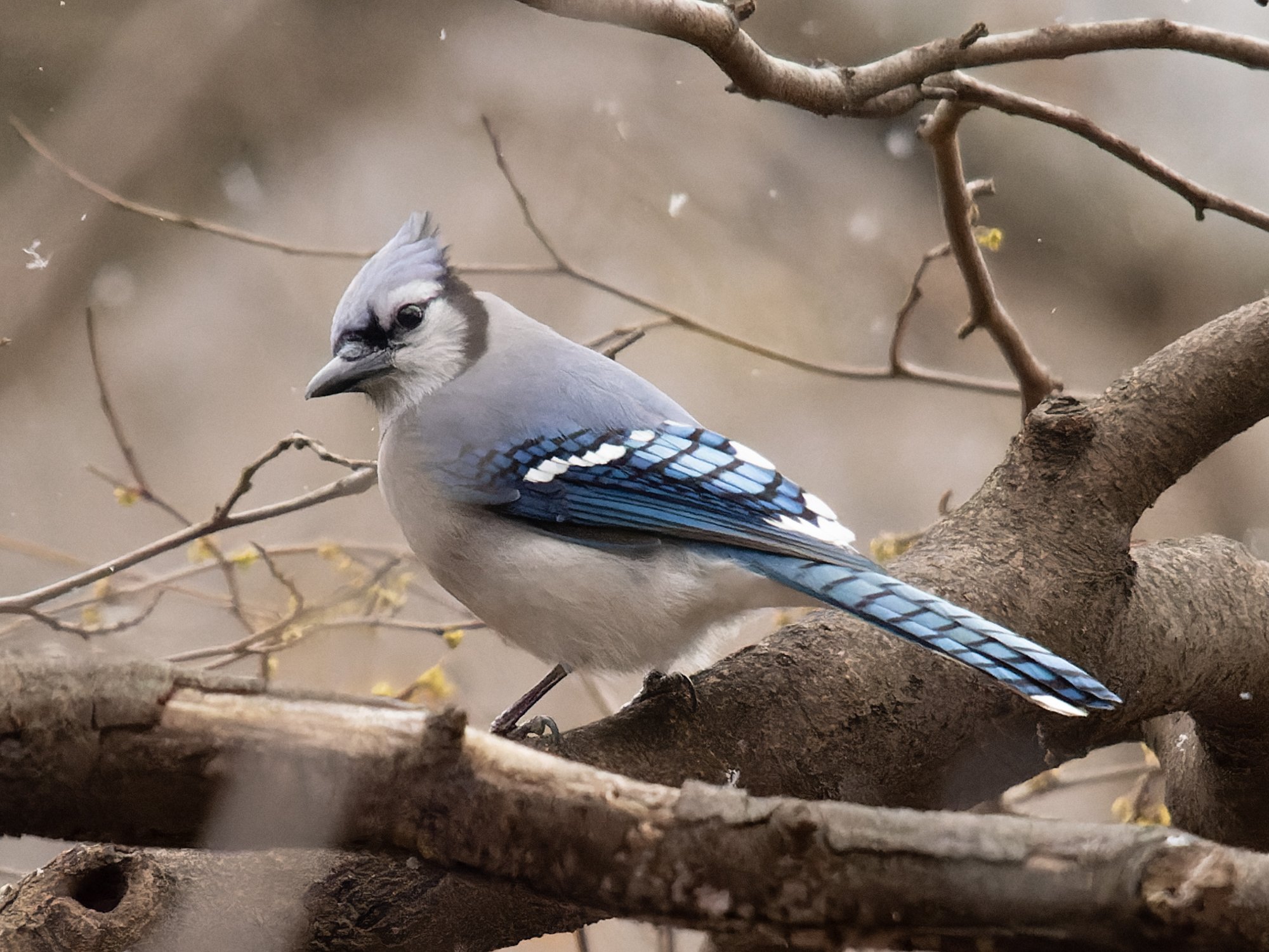 アメリカの「青い鳥」たち｜GreenFielder