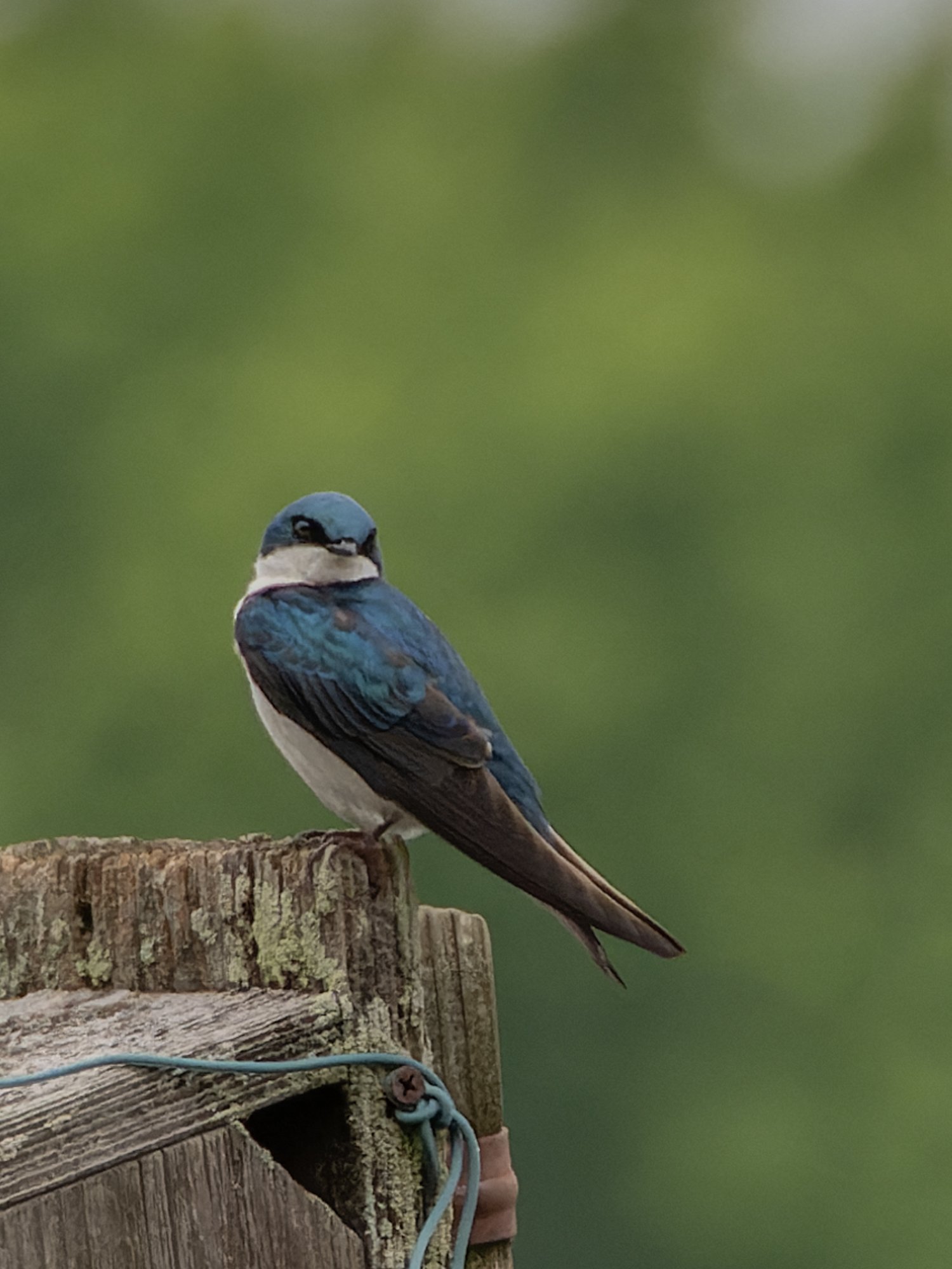 青い鳥 ルリオーストラリアムシクイ - Wikipedia