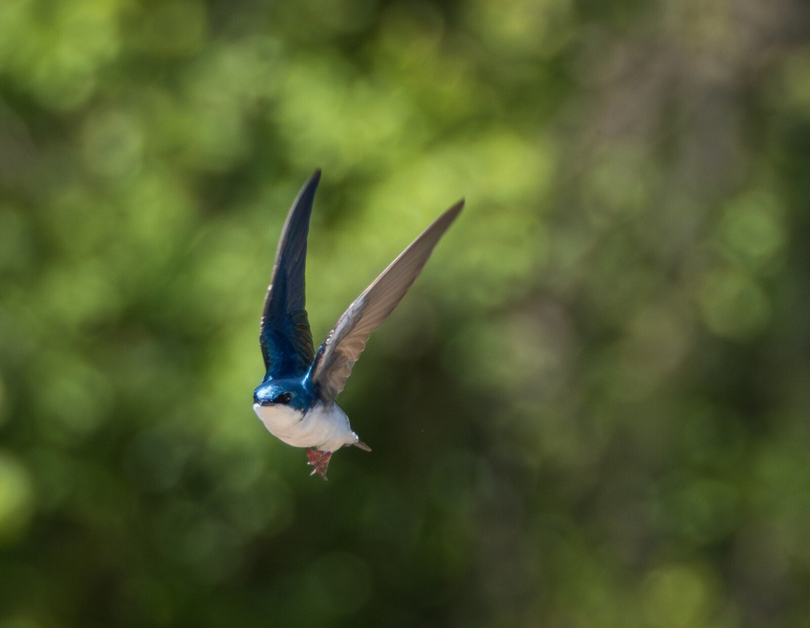 アメリカの「青い鳥」たち｜GreenFielder