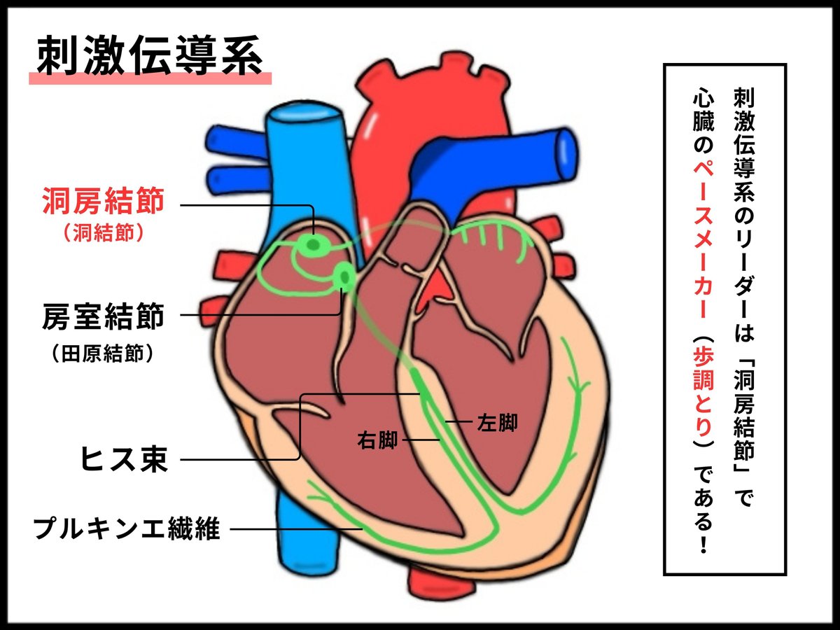 【心臓の構造と働き】イラスト図解でわかりやすく解説!!｜おがちゃん先生／解剖生理