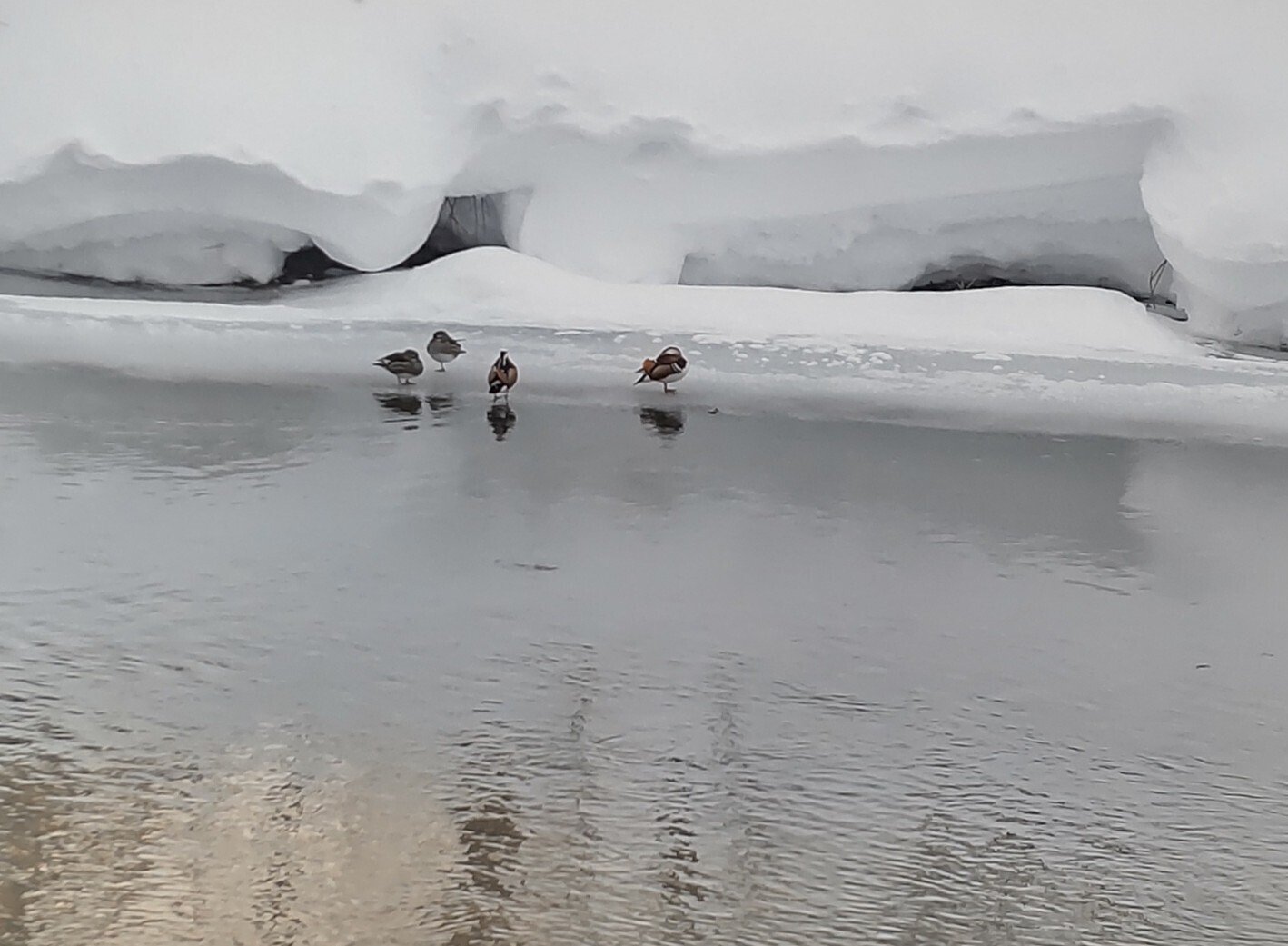 雪 会津若松で統計開始以来最深の積雪に 除雪追いつかず、まつりも中止