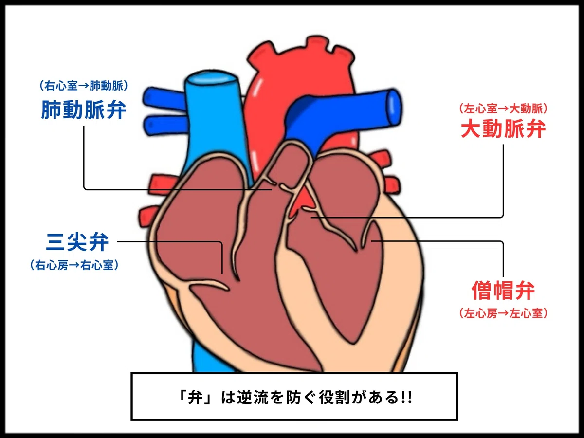 【心臓の構造と働き】イラスト図解でわかりやすく解説!!|おがちゃん先生/解剖生理